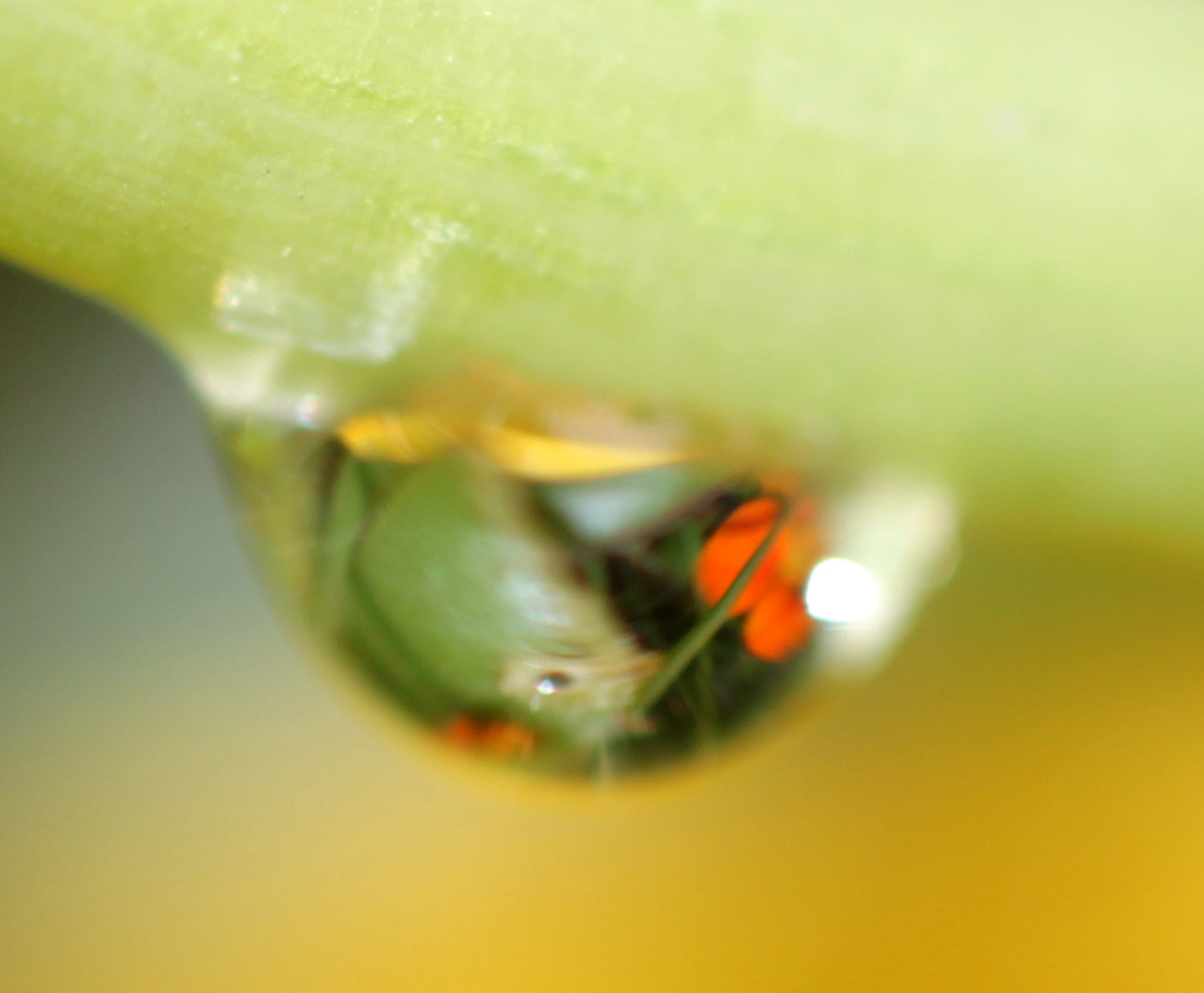 Canon EF 100mm F2.8 Macro USM sample photo. Img photography