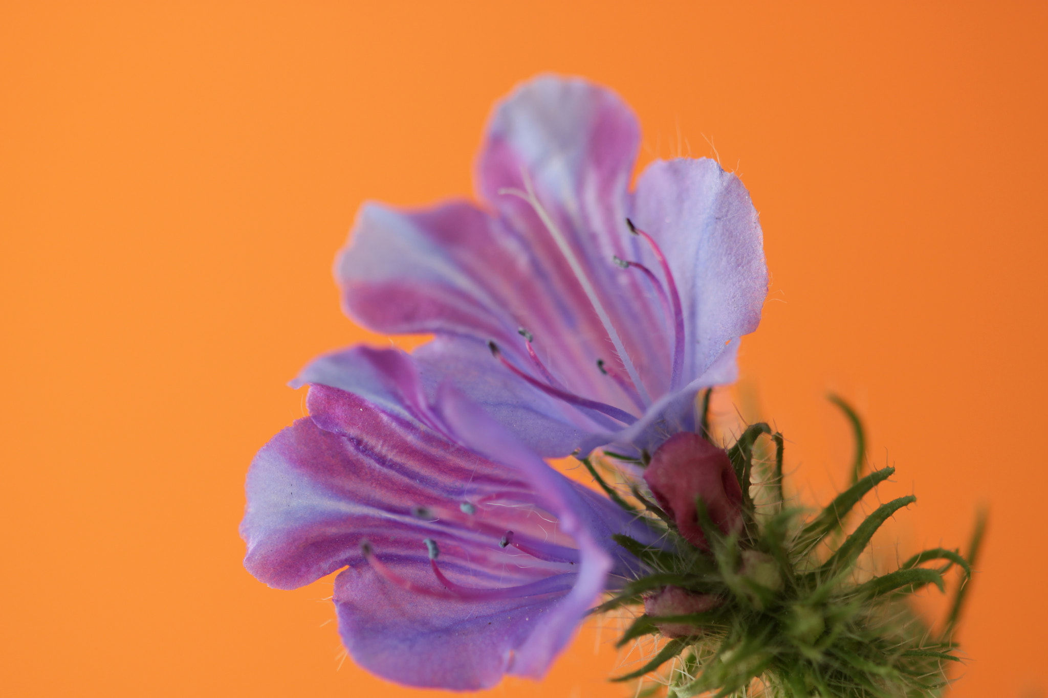 Canon EF 100mm F2.8 Macro USM sample photo. Img photography