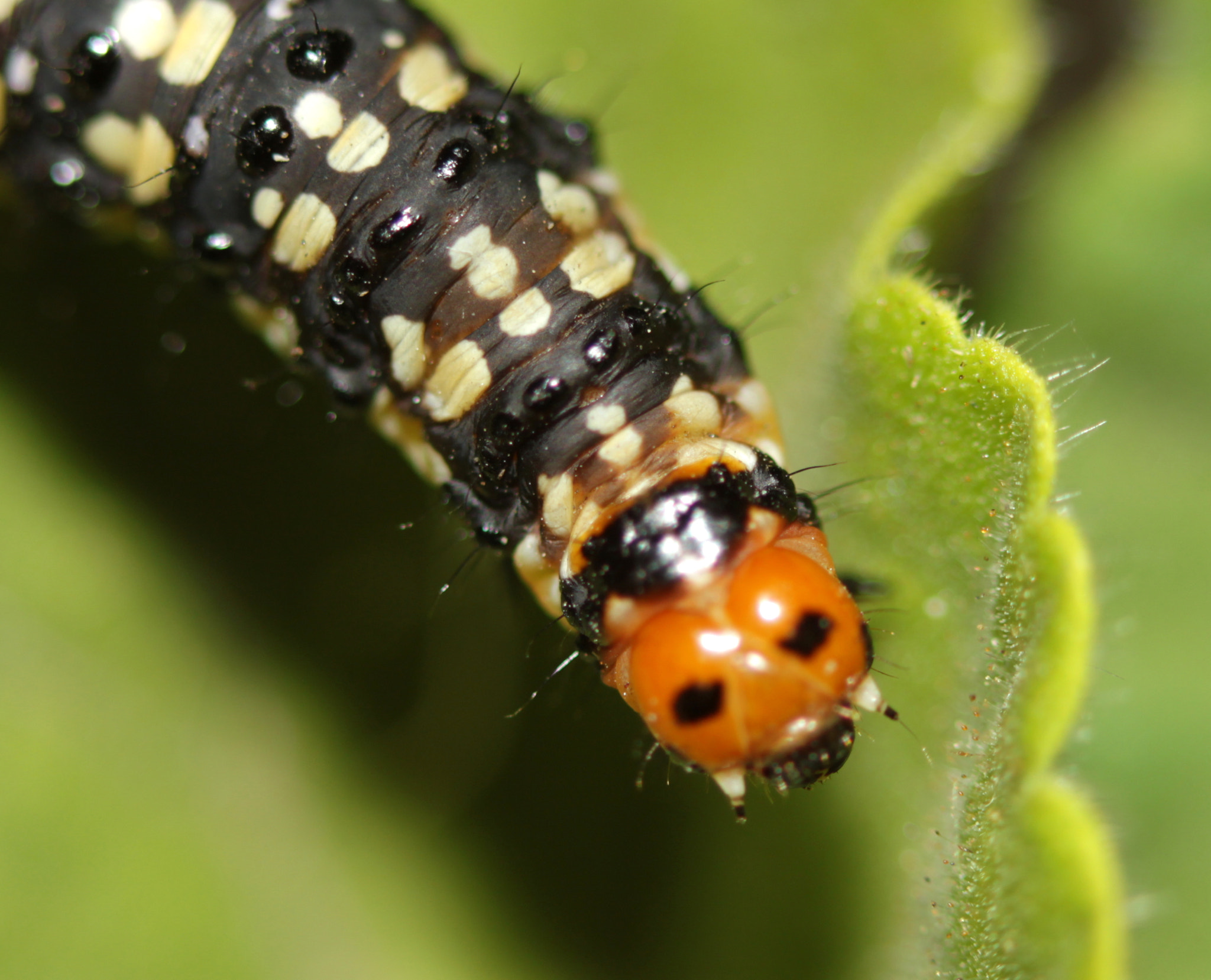 Canon EF 100mm F2.8 Macro USM sample photo. Img photography
