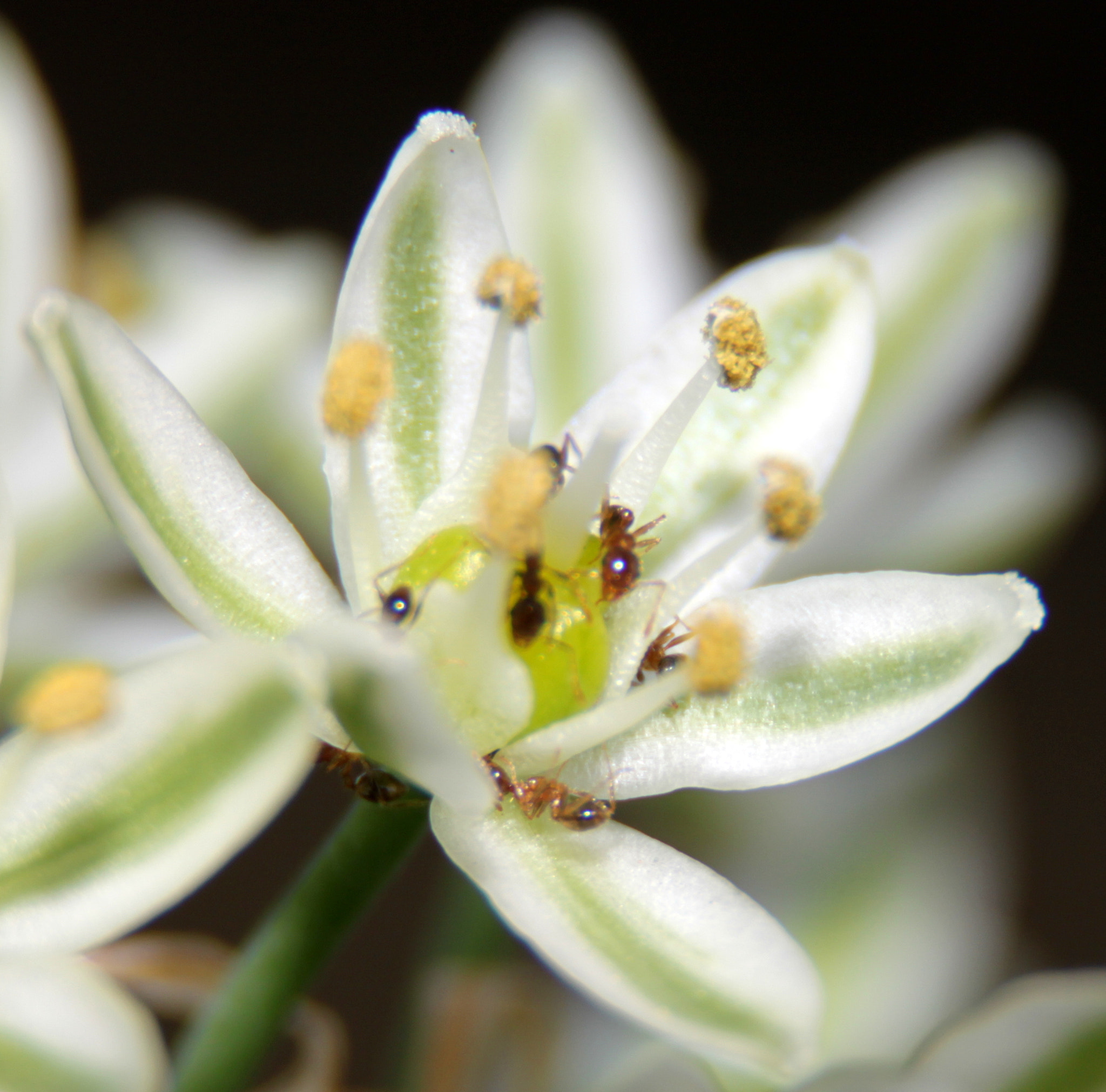 Sigma 18-200mm f/3.5-6.3 DC OS sample photo. Img photography