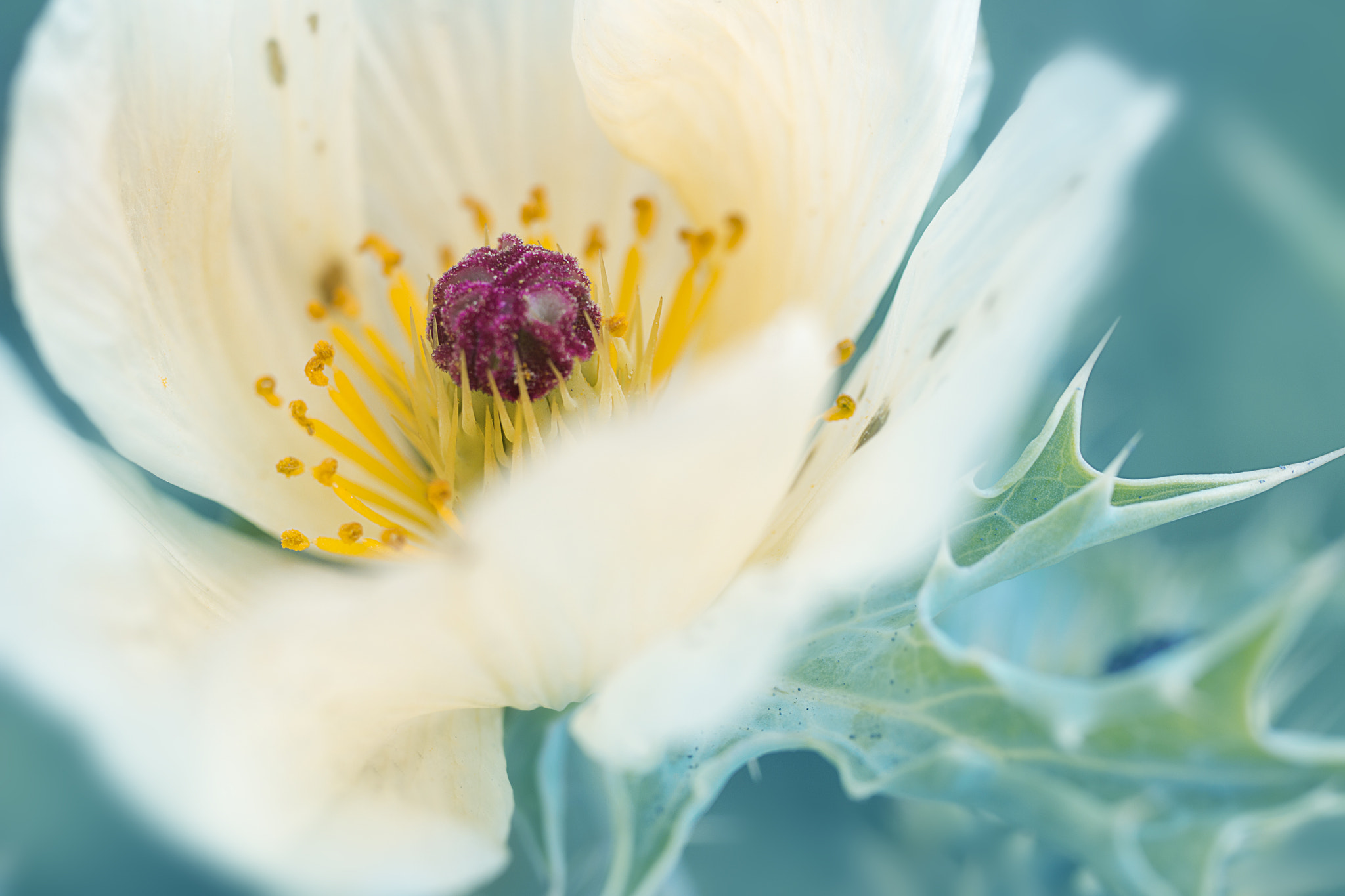 Canon EF 50mm F2.5 Macro sample photo. Petals and thorns photography