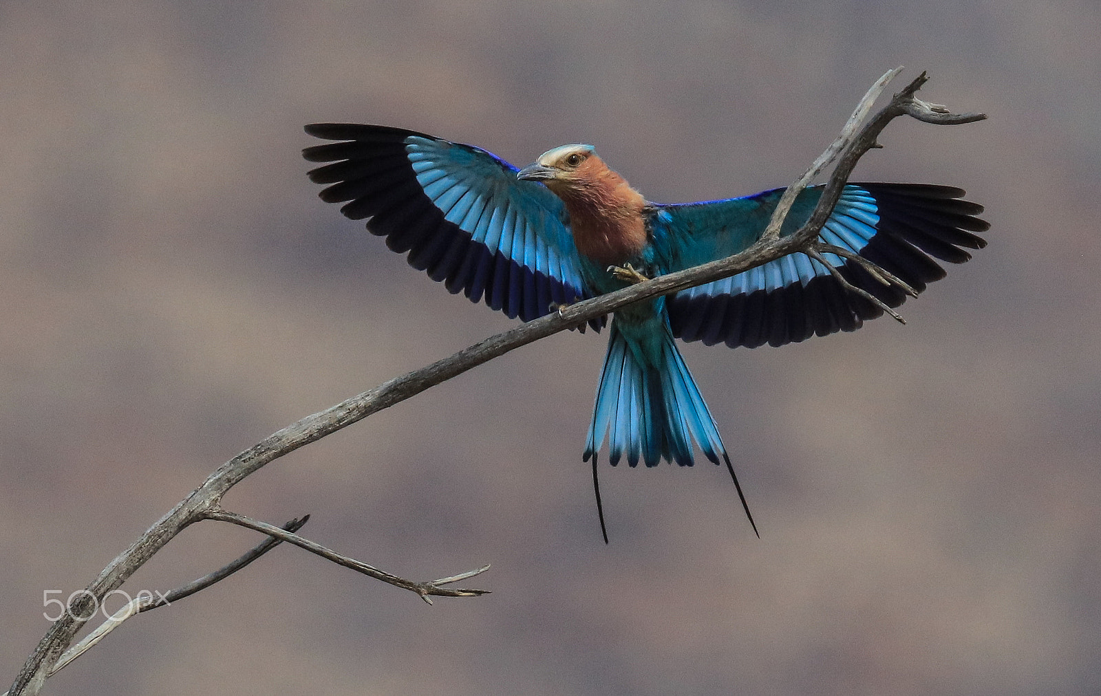 Canon EF 100-400mm F4.5-5.6L IS USM sample photo. Lilac breasted roller bird photography