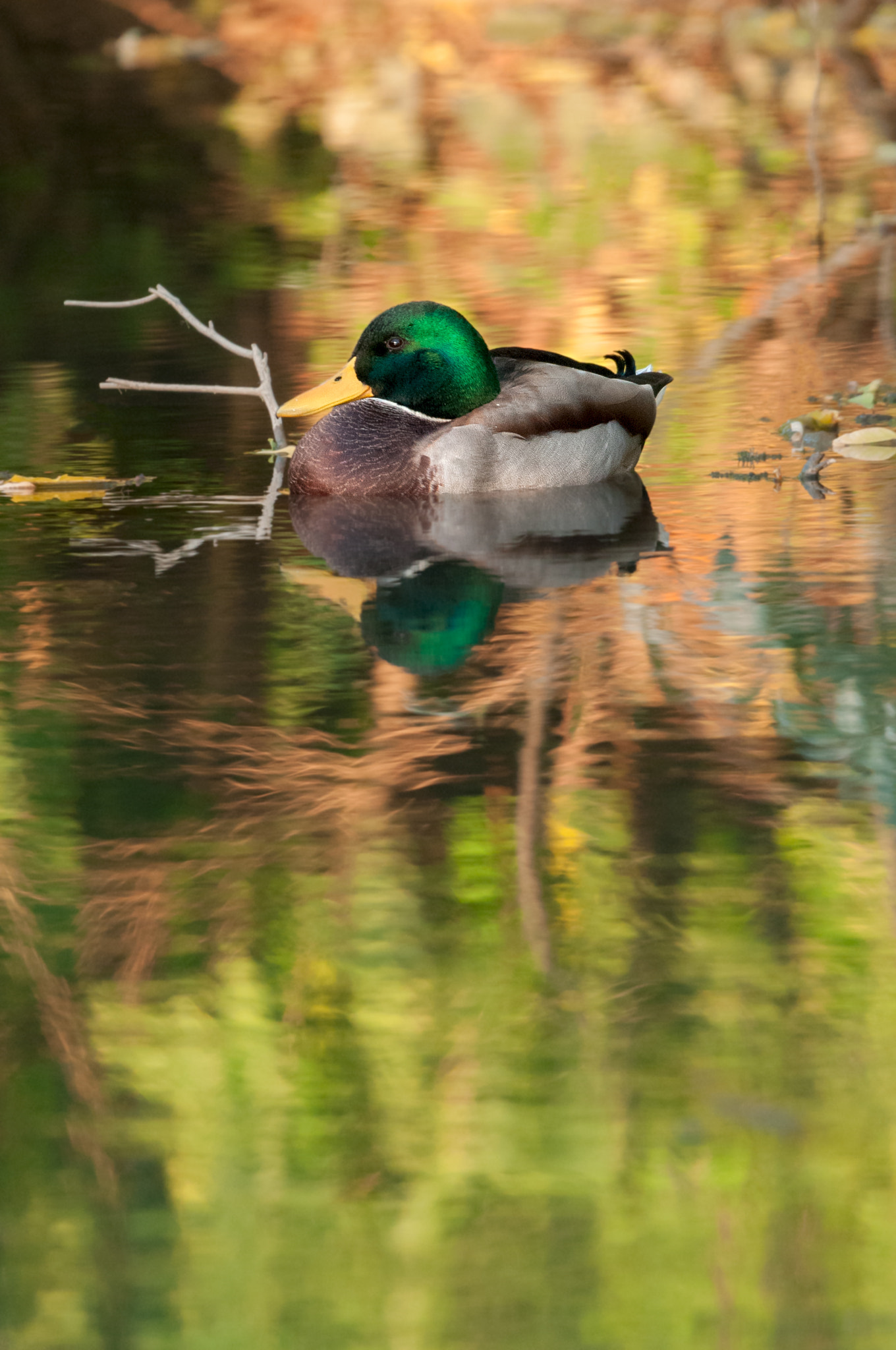 Nikon D300 sample photo. Autumnal duck photography