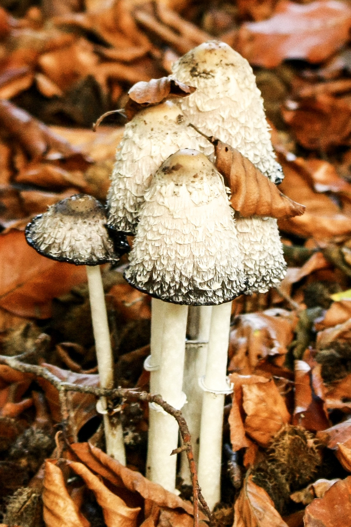 Canon EOS-1Ds Mark III sample photo. Autumn photography