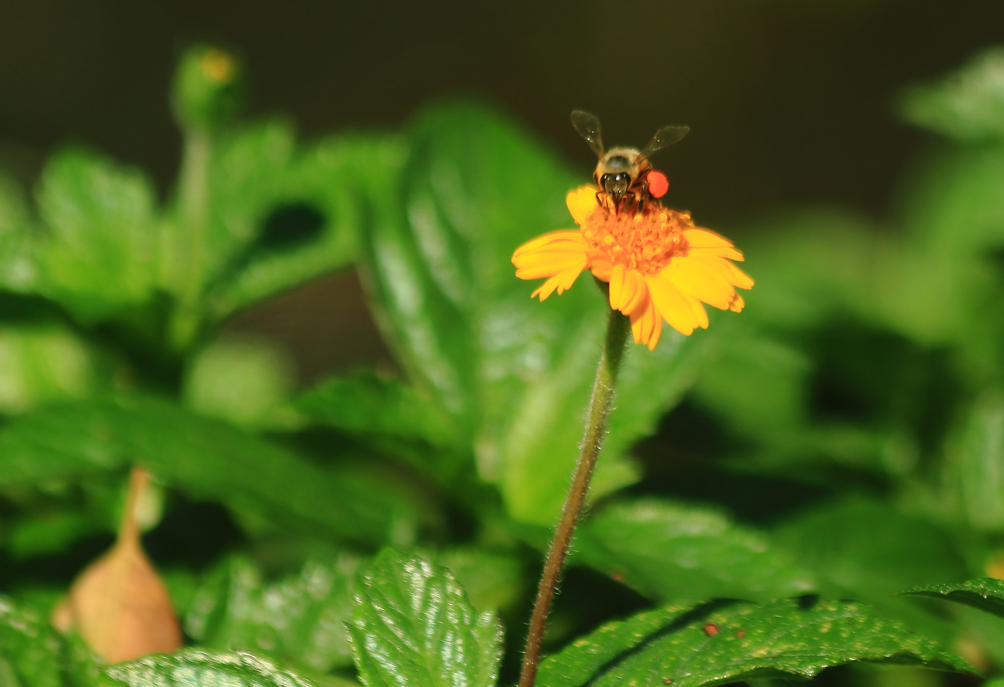 Canon EF 70-300mm F4-5.6 IS USM sample photo. The bee in the flower photography