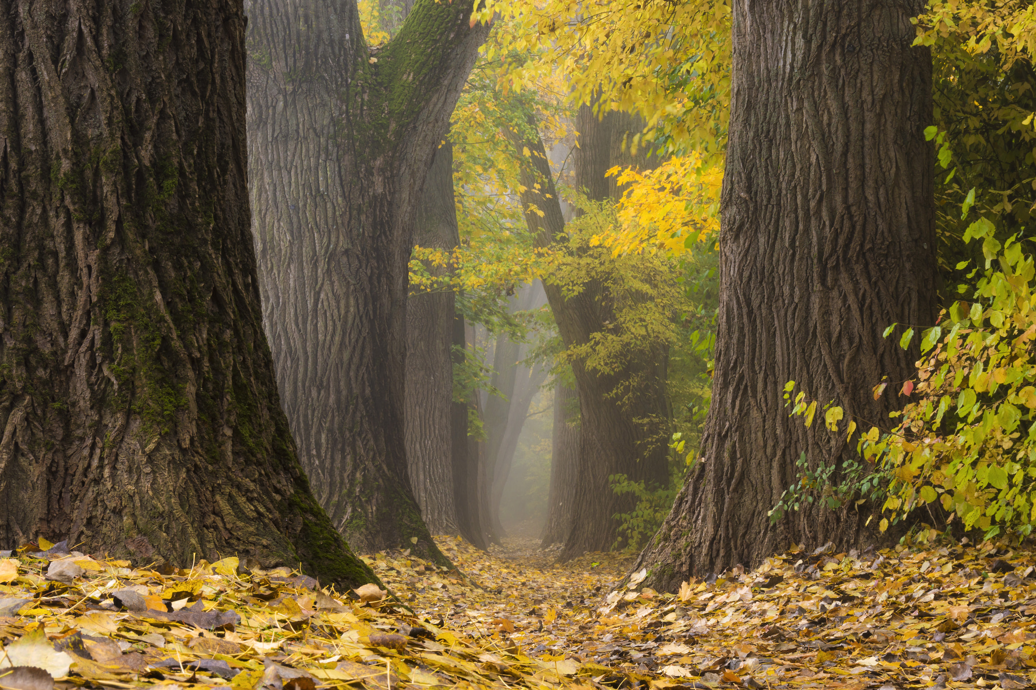 Sony ILCA-77M2 sample photo. Foggy foliage alley photography