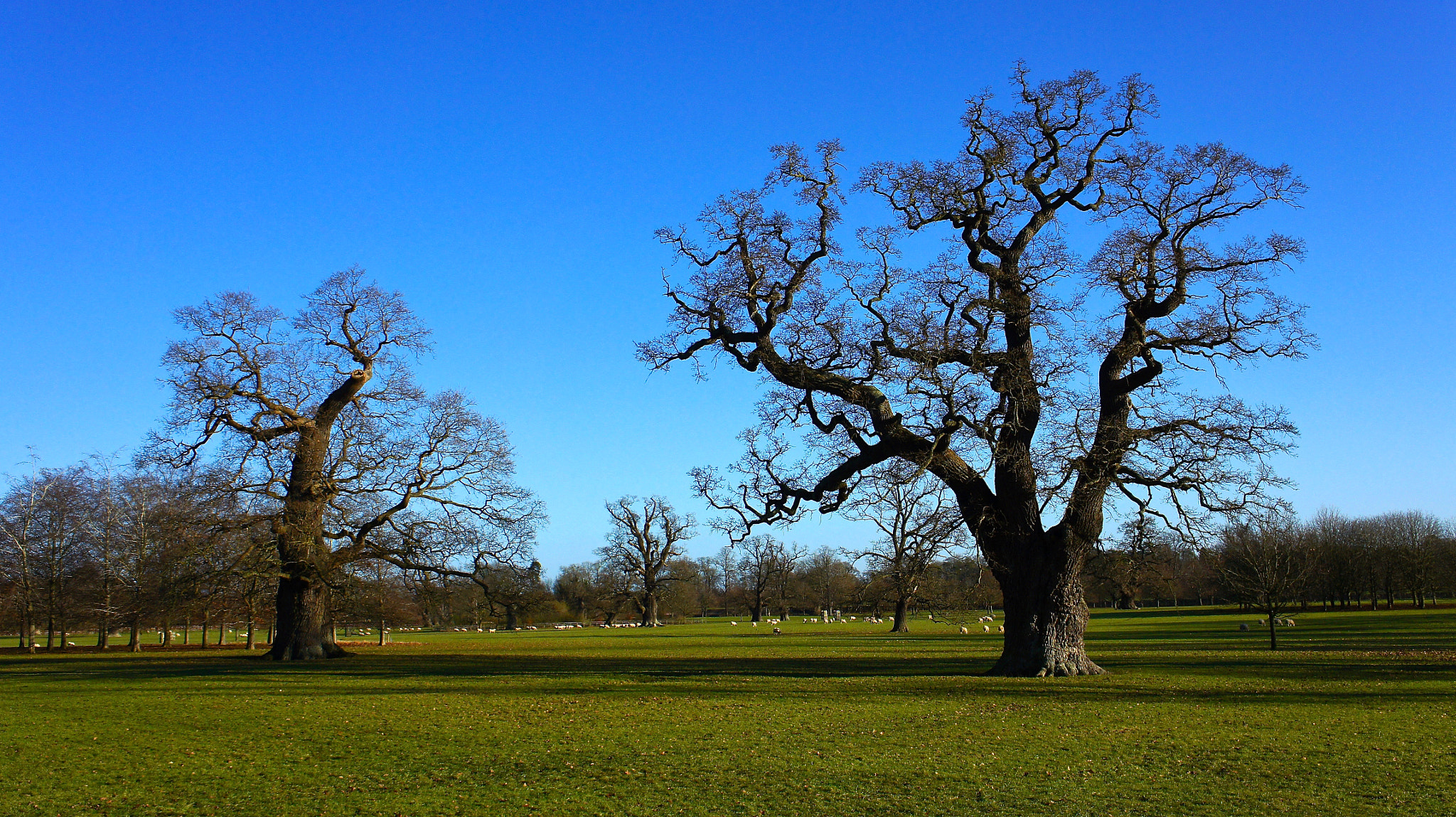 Sony Alpha NEX-5 sample photo. Autumn trees... photography