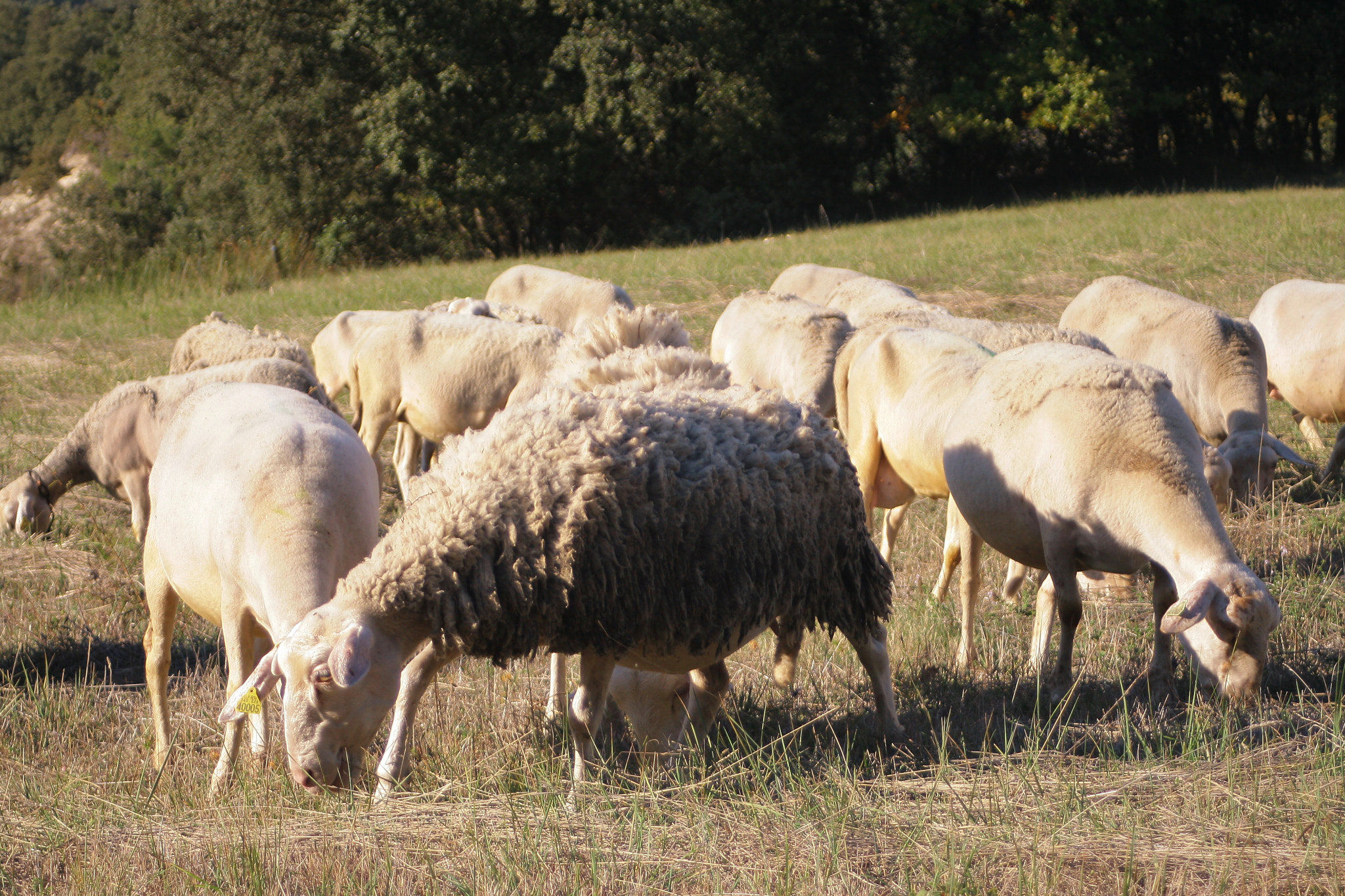 Canon EOS 400D (EOS Digital Rebel XTi / EOS Kiss Digital X) sample photo. Sheeps photography