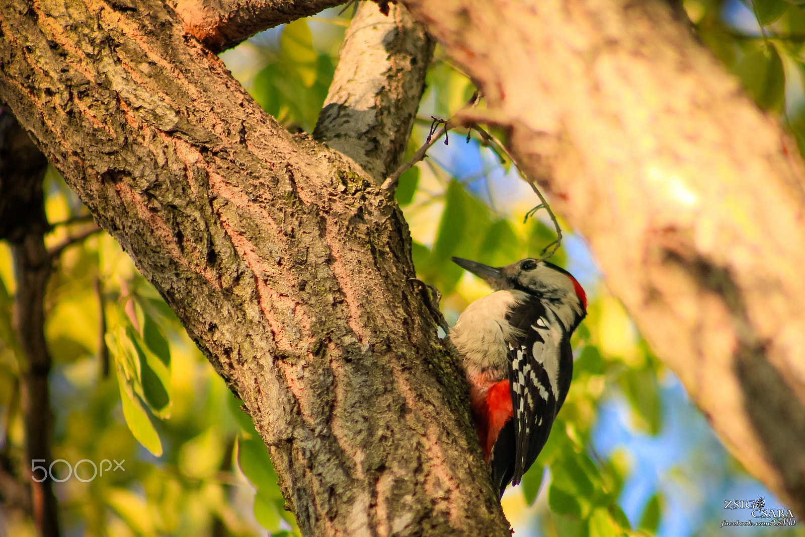 Canon EF 75-300mm f/4-5.6 USM sample photo. Woodpecker photography