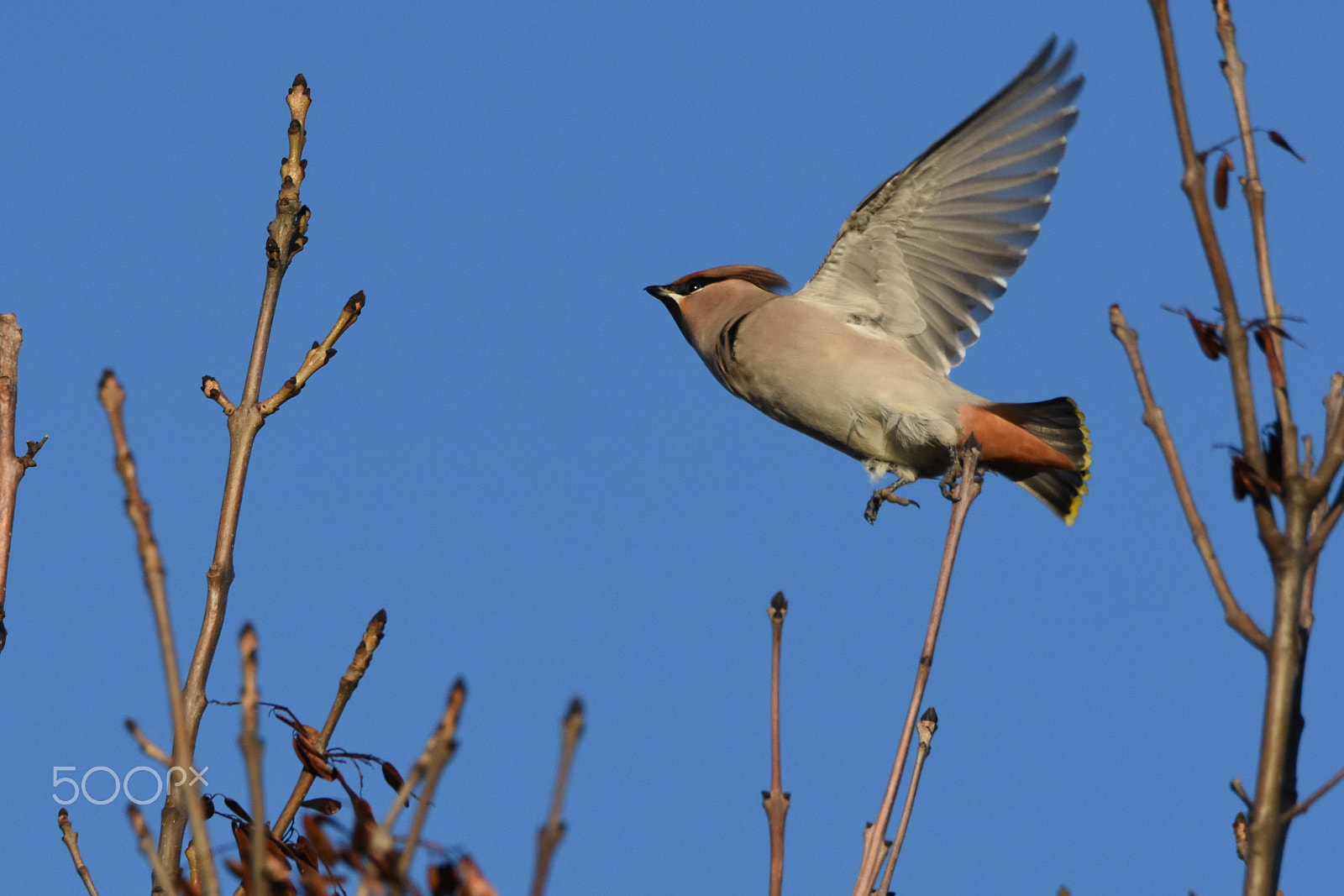 Tamron SP 150-600mm F5-6.3 Di VC USD sample photo. Waxtail in flight (bombycilla garrulus) photography