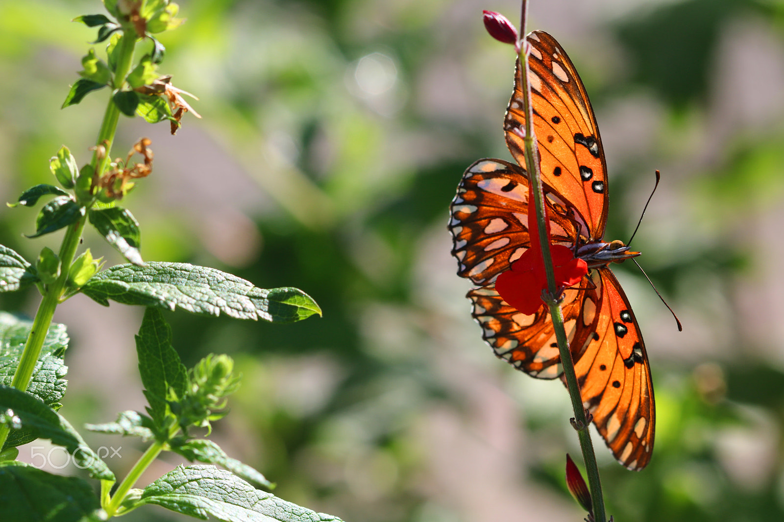 Canon EF 100mm F2.8 Macro USM sample photo. Butterfly 9291 photography
