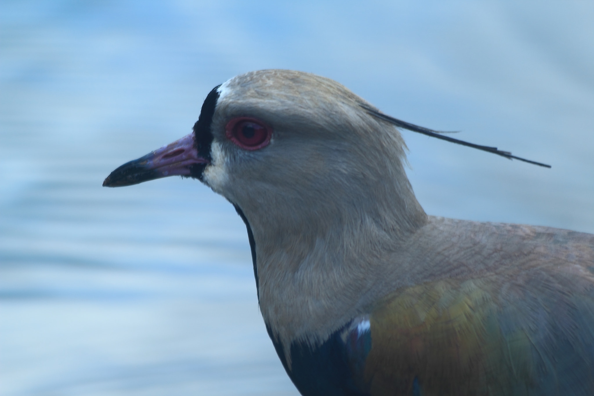 Canon EF 70-300mm F4-5.6 IS USM sample photo. Southern lapwing in profile photography