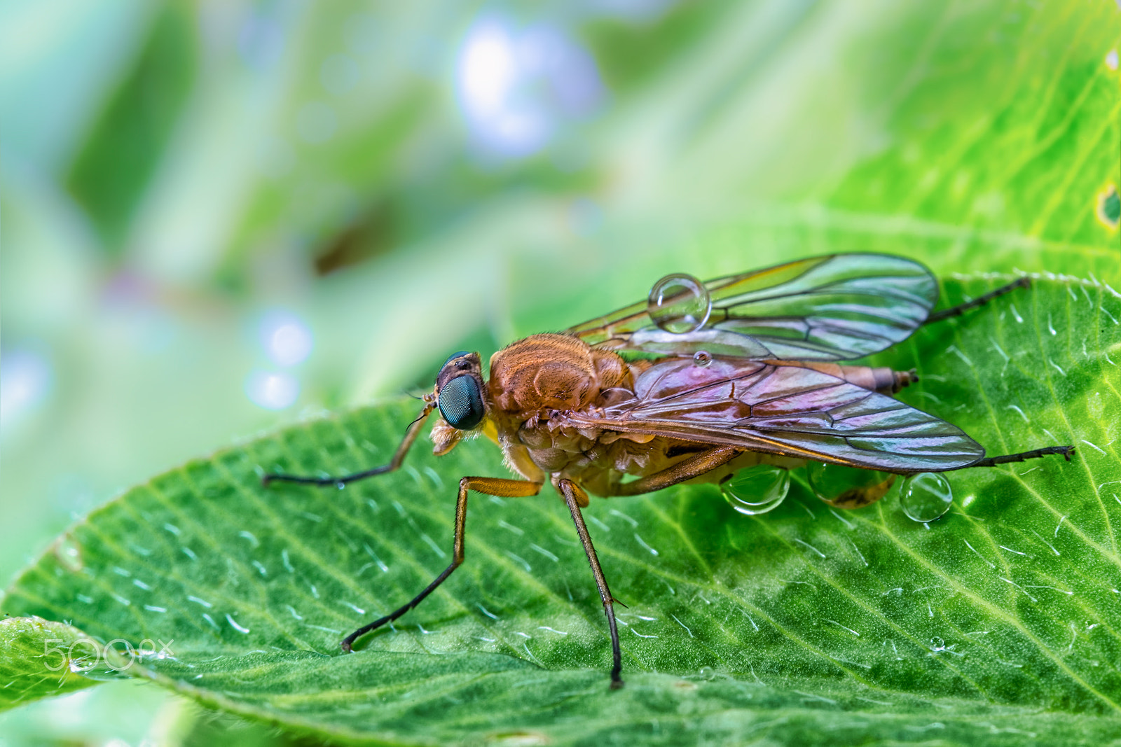 Nikon AF-S Micro-Nikkor 60mm F2.8G ED sample photo. Beautiful fly photography