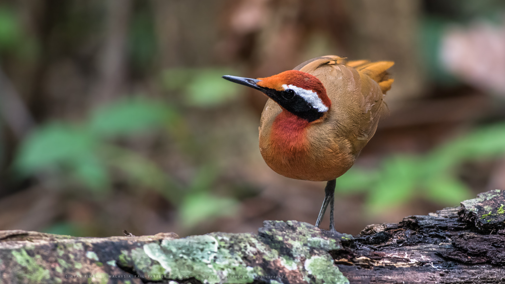 Nikon AF-S Nikkor 300mm F2.8G ED VR II sample photo. Malaysian rail-babbler photography