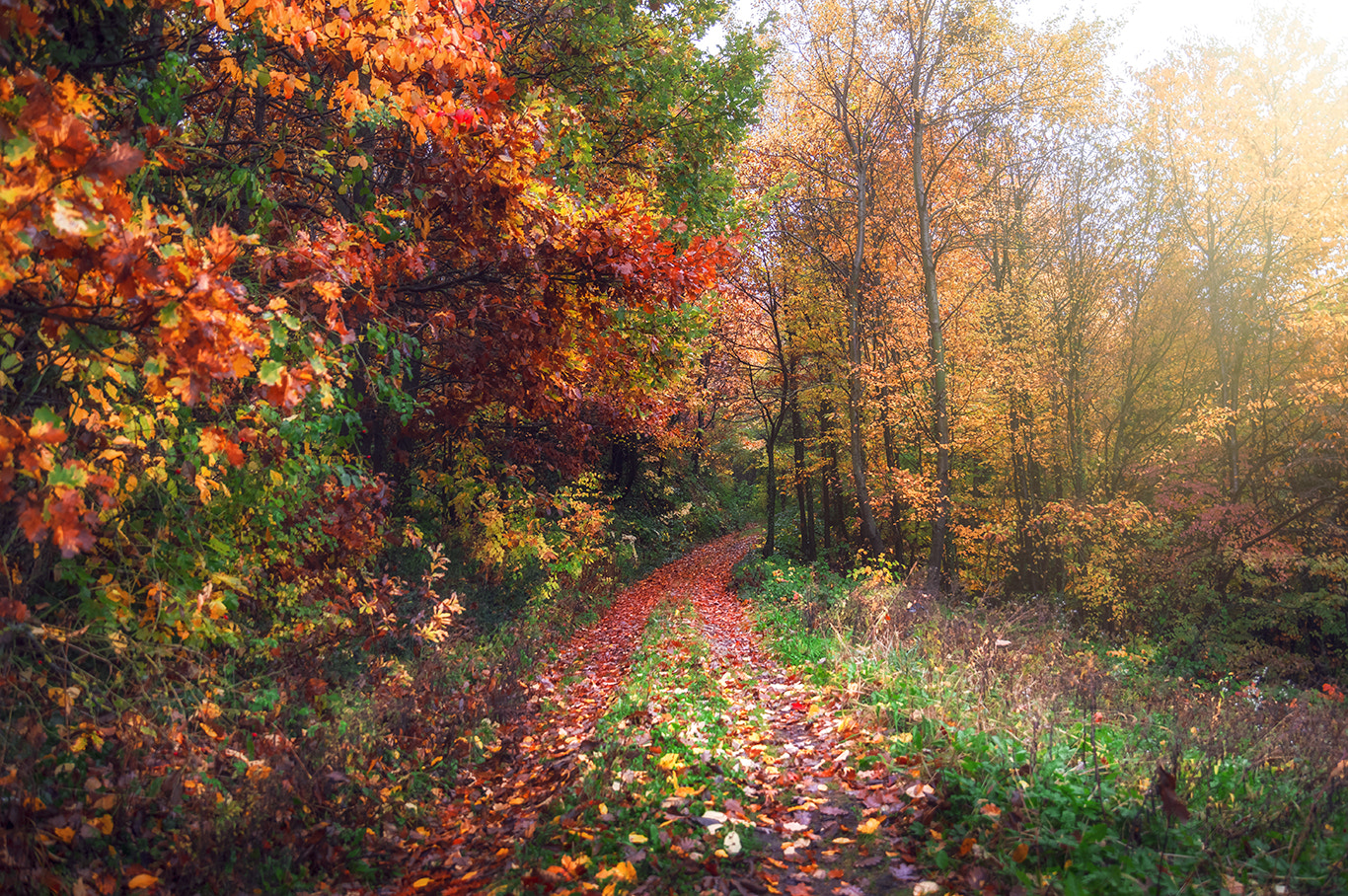 Nikon D3200 sample photo. Autumn colors 4..! photography