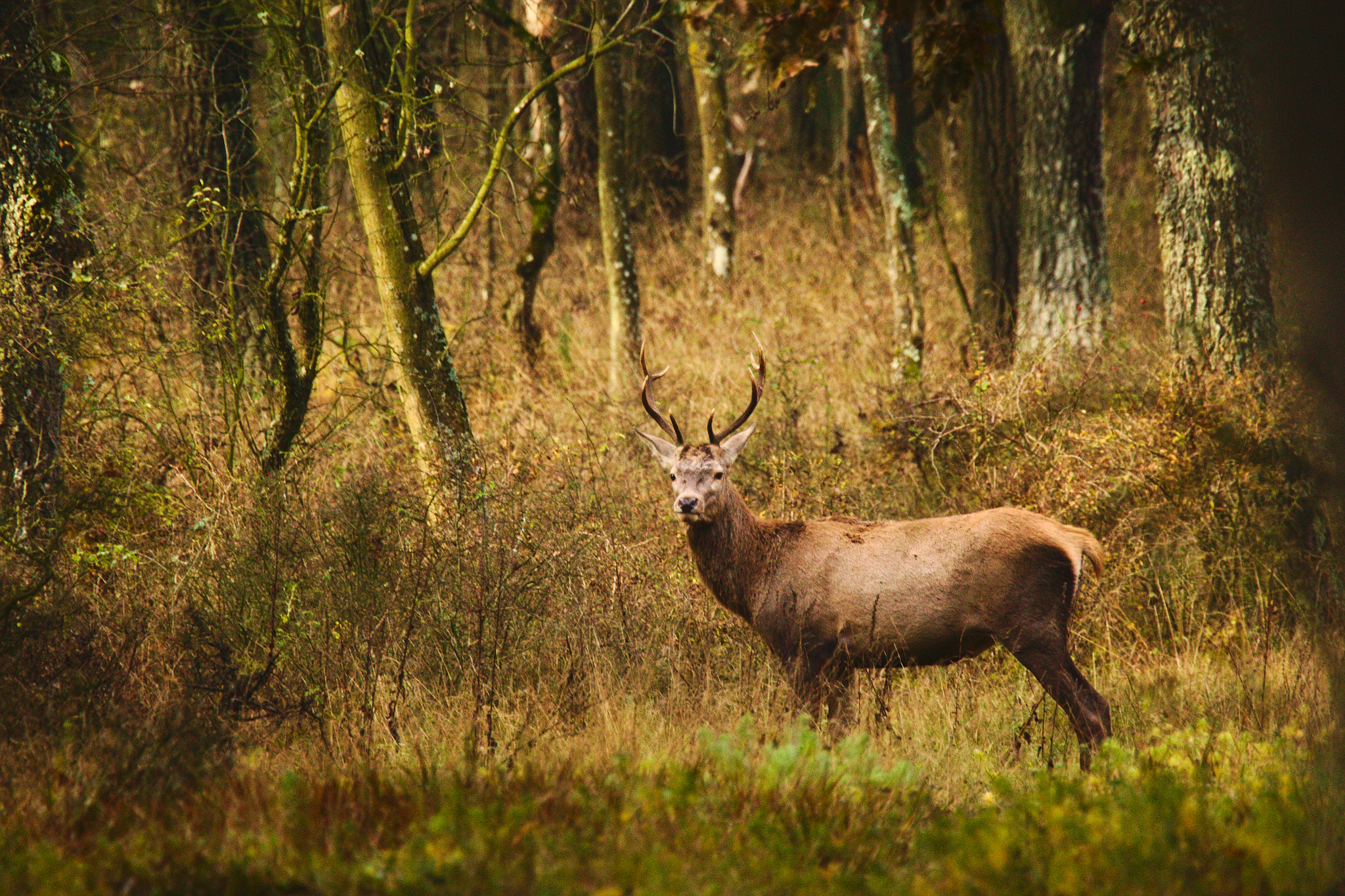Canon EF 100-400mm F4.5-5.6L IS USM sample photo. Red deer in the autumn forest photography