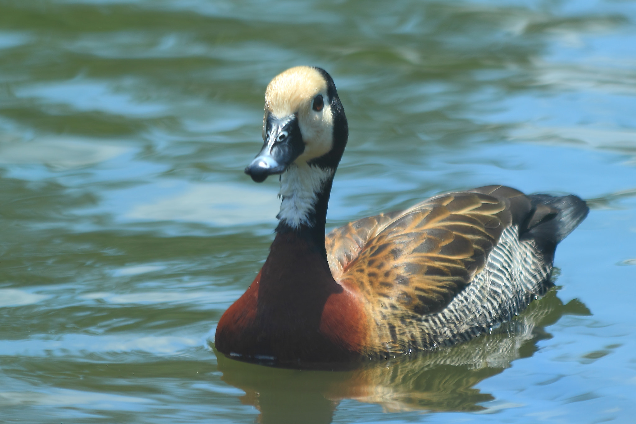 Canon EF 70-300mm F4-5.6 IS USM sample photo. White-faced whistling duck photography