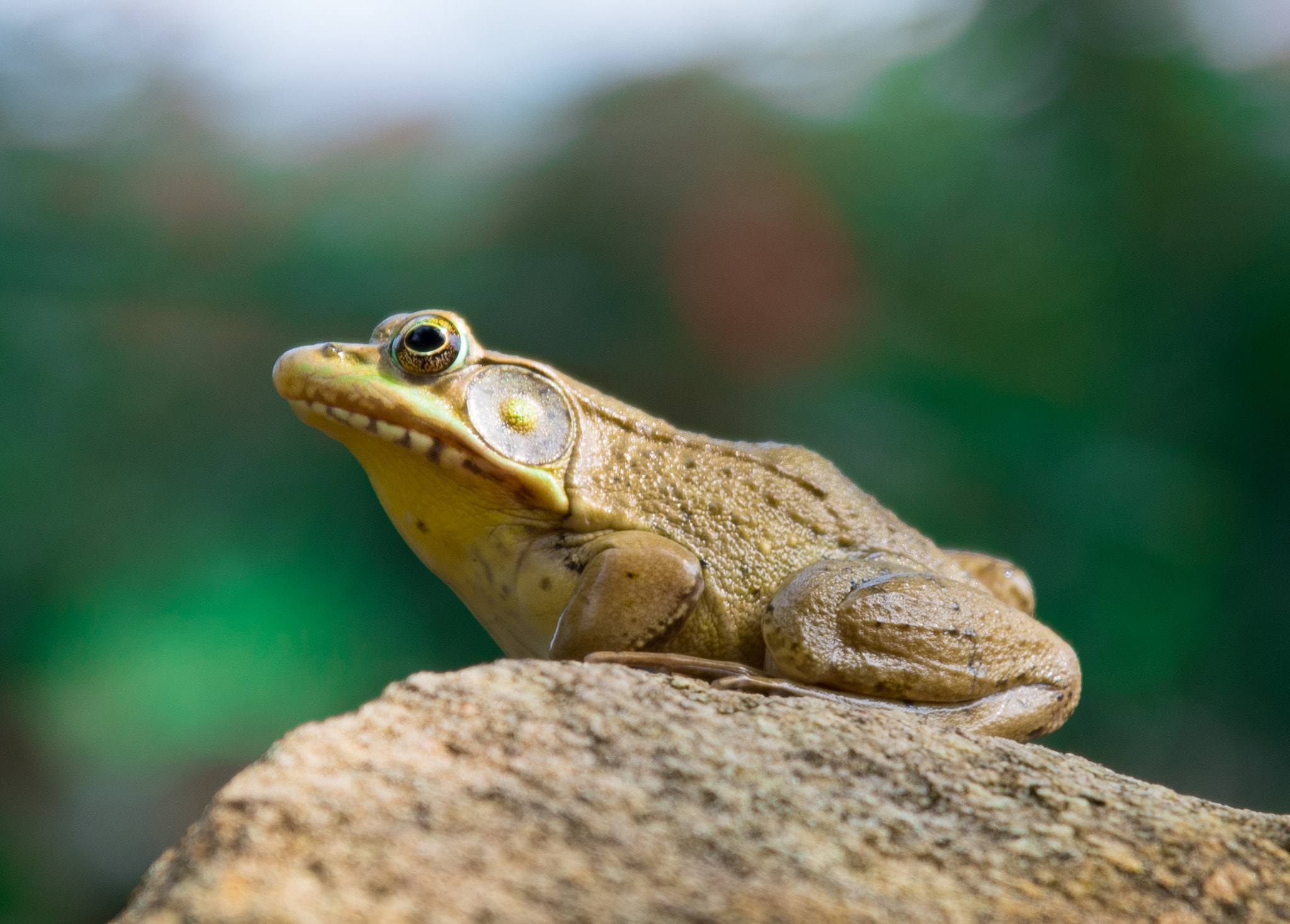 Tamron SP 24-70mm F2.8 Di VC USD sample photo. I used to be a prince.. photography