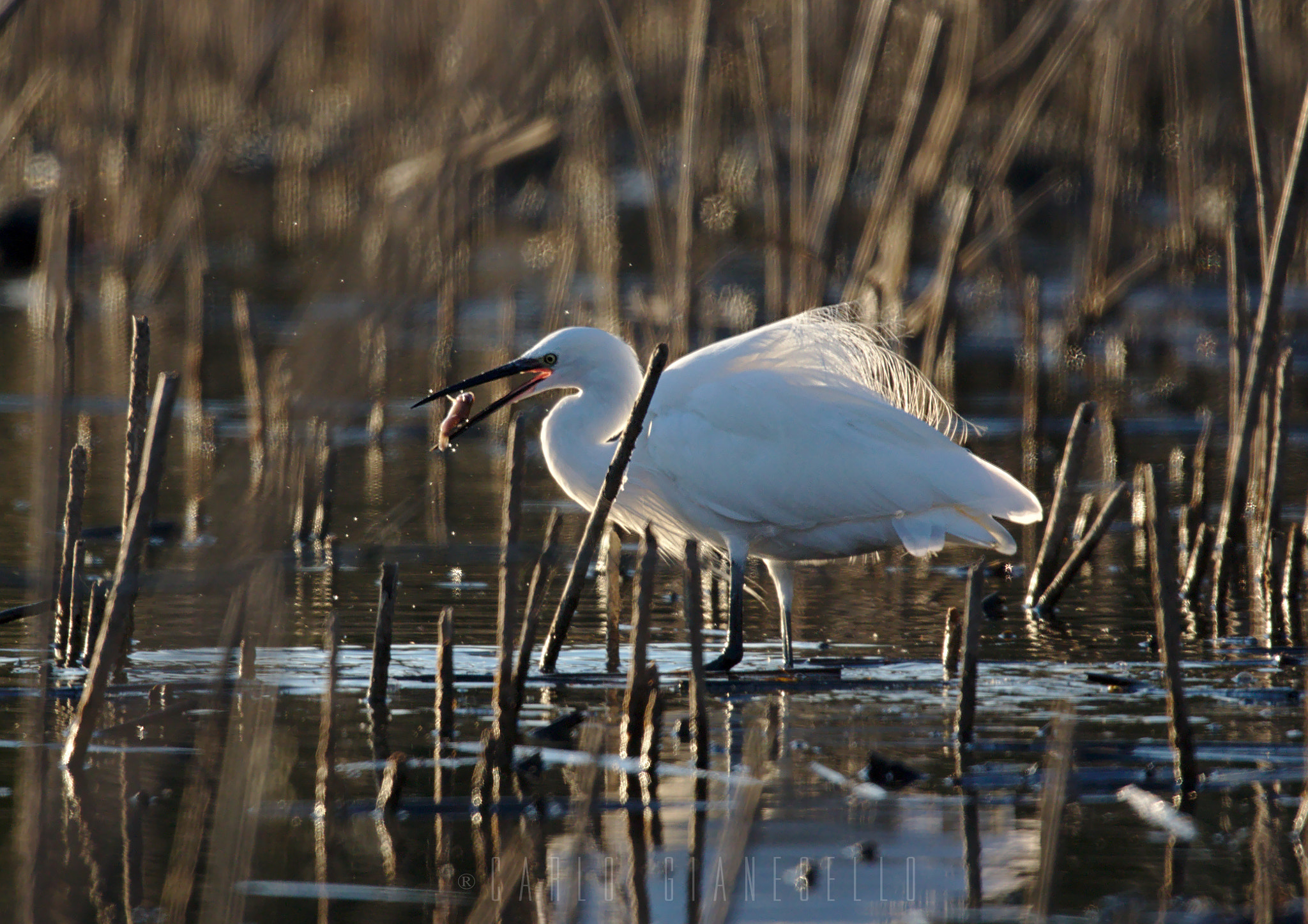 Canon EOS 70D + Sigma 150-600mm F5-6.3 DG OS HSM | S sample photo. Egretta garzetta photography