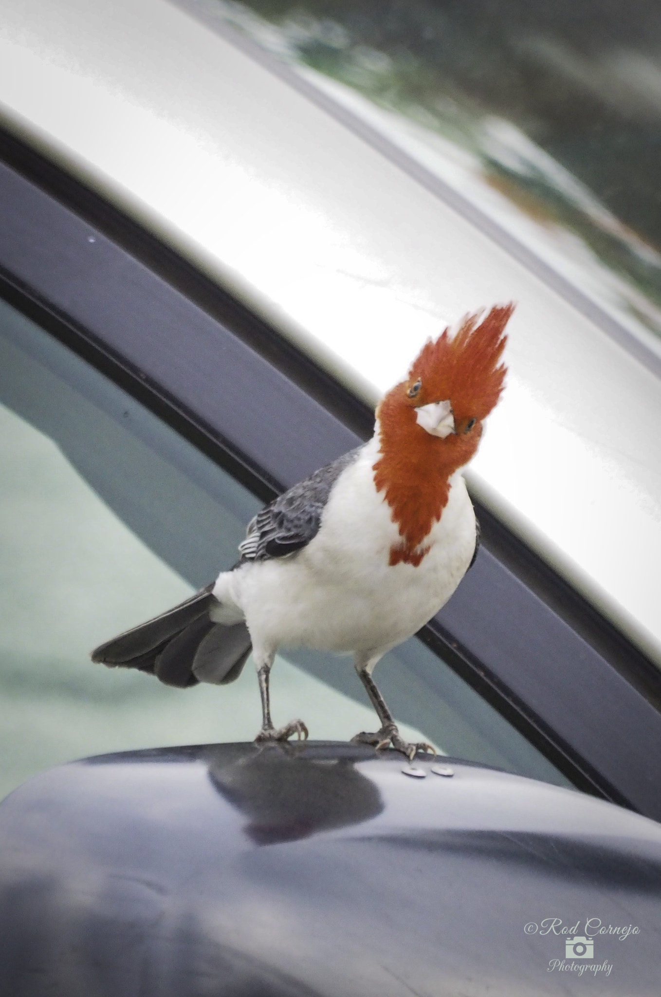 Olympus Zuiko Digital ED 70-300mm F4.0-5.6 sample photo. Cardinal... photography