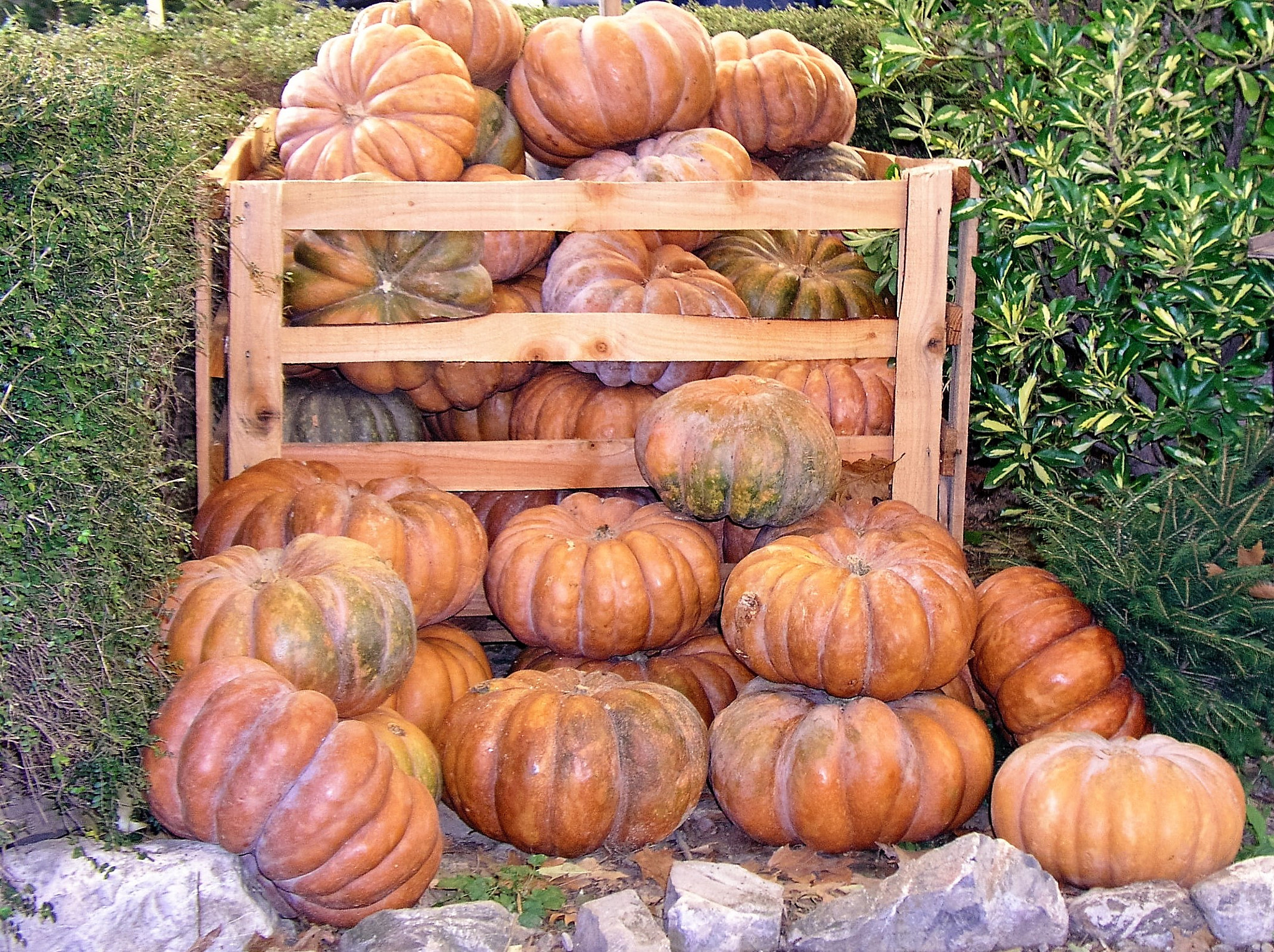 Olympus C5050Z sample photo. Halloween is coming photography