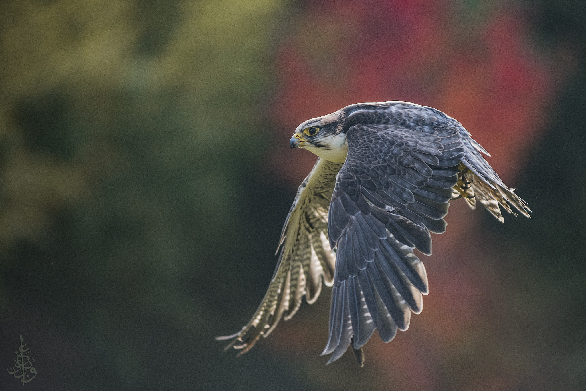 AF-S Zoom-Nikkor 80-200mm f/2.8D IF-ED sample photo. Falcon in flight photography