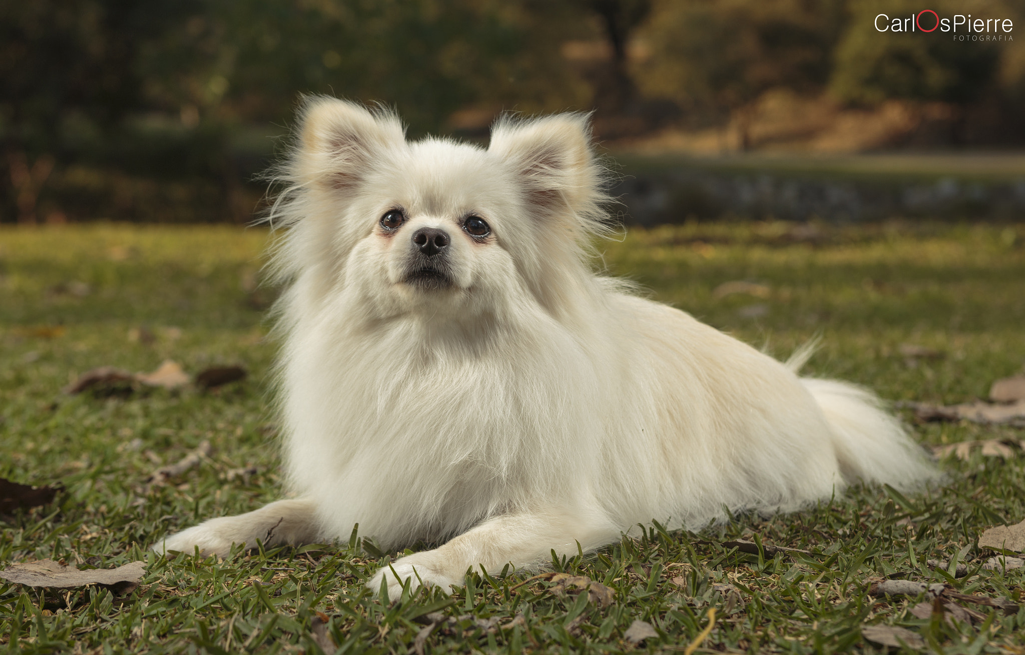 Canon EOS 6D + EF28-70mm f/2.8L USM sample photo. Maya photography