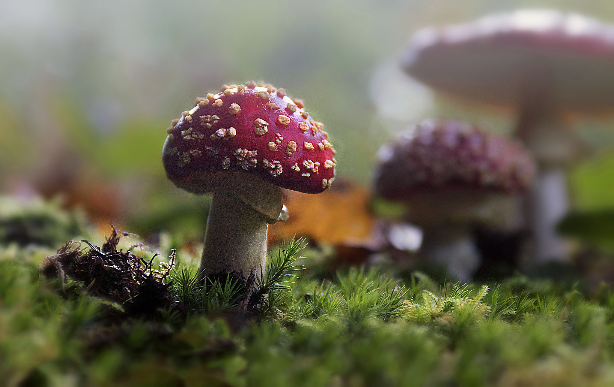 EF28-70mm f/2.8L USM sample photo. Fly agaric photography