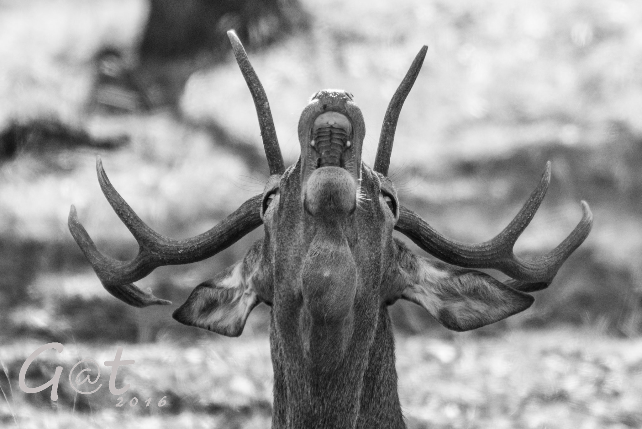 Sigma 50-500mm F4.5-6.3 DG OS HSM sample photo. Cervus elaphus, sexual display photography