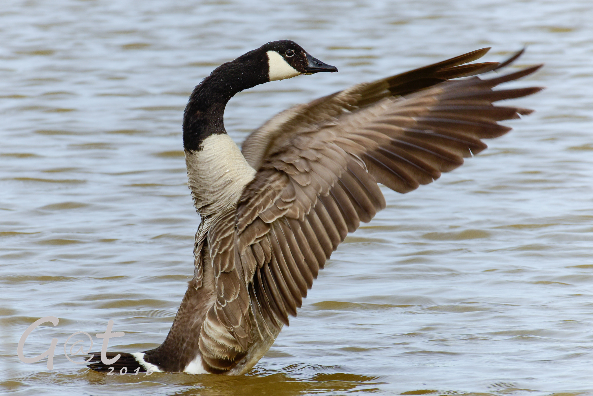 Nikon D810 + Sigma 50-500mm F4.5-6.3 DG OS HSM sample photo. Branta canadiensis photography