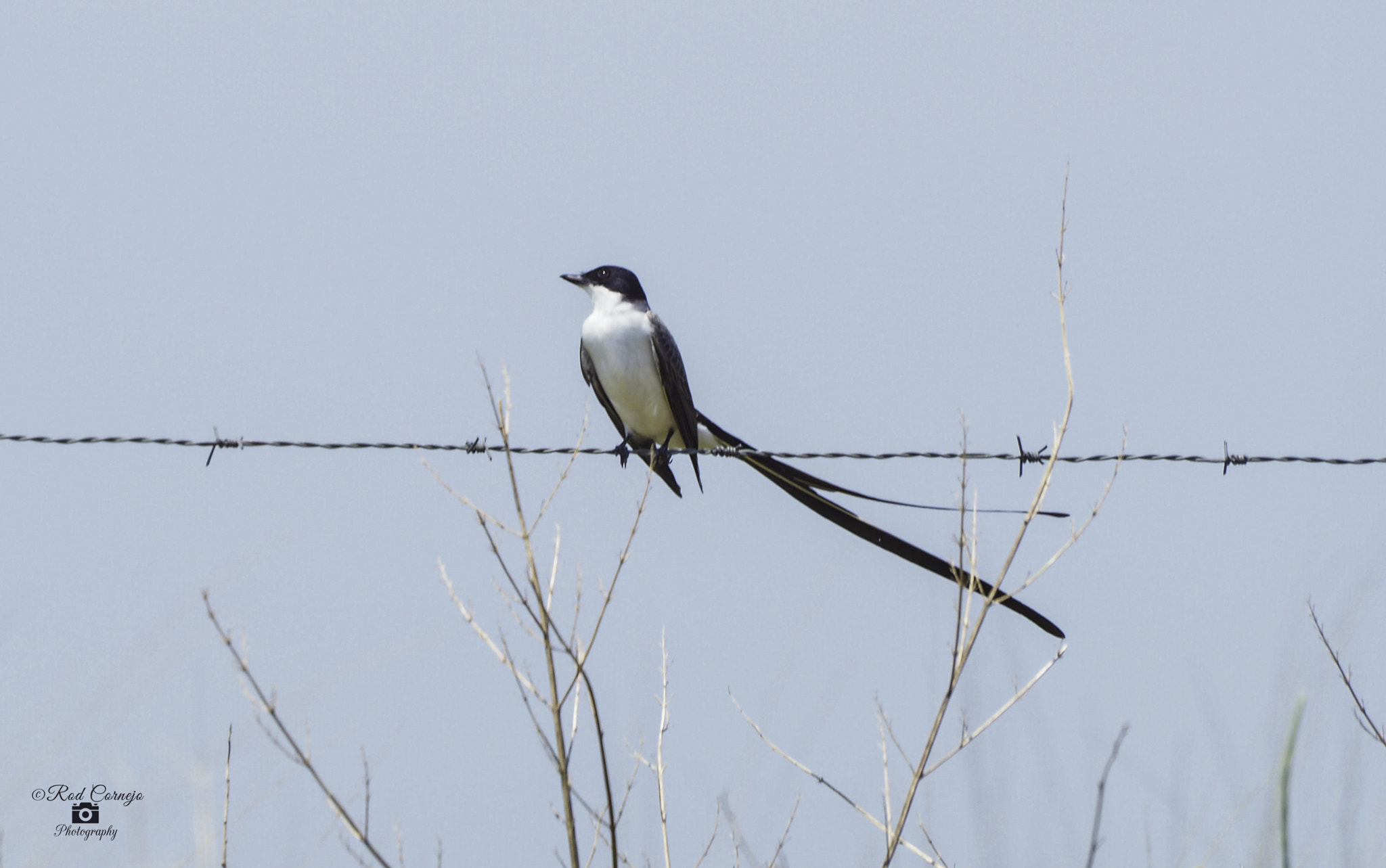 Olympus Zuiko Digital ED 70-300mm F4.0-5.6 sample photo. Bird with a long tail... photography