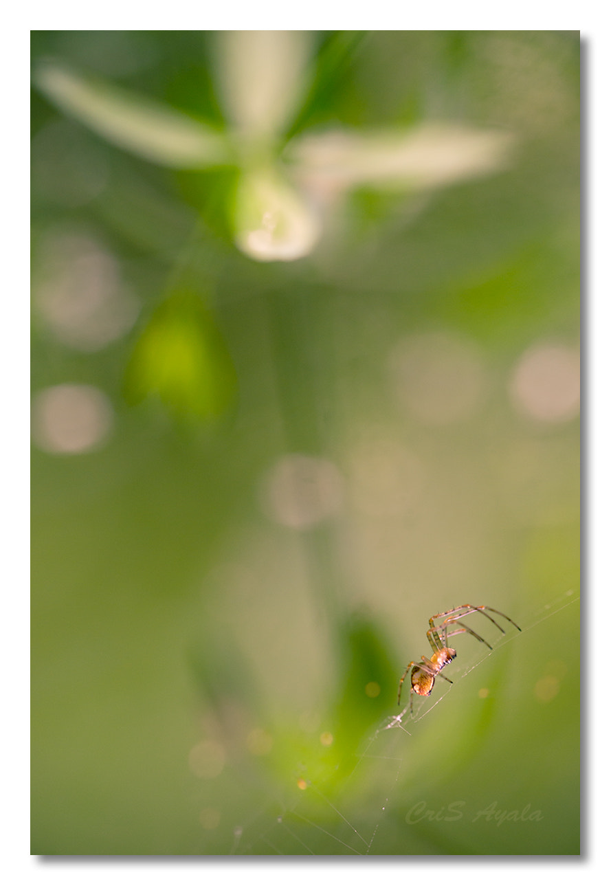 Nikon D4 sample photo. Enlight me photography
