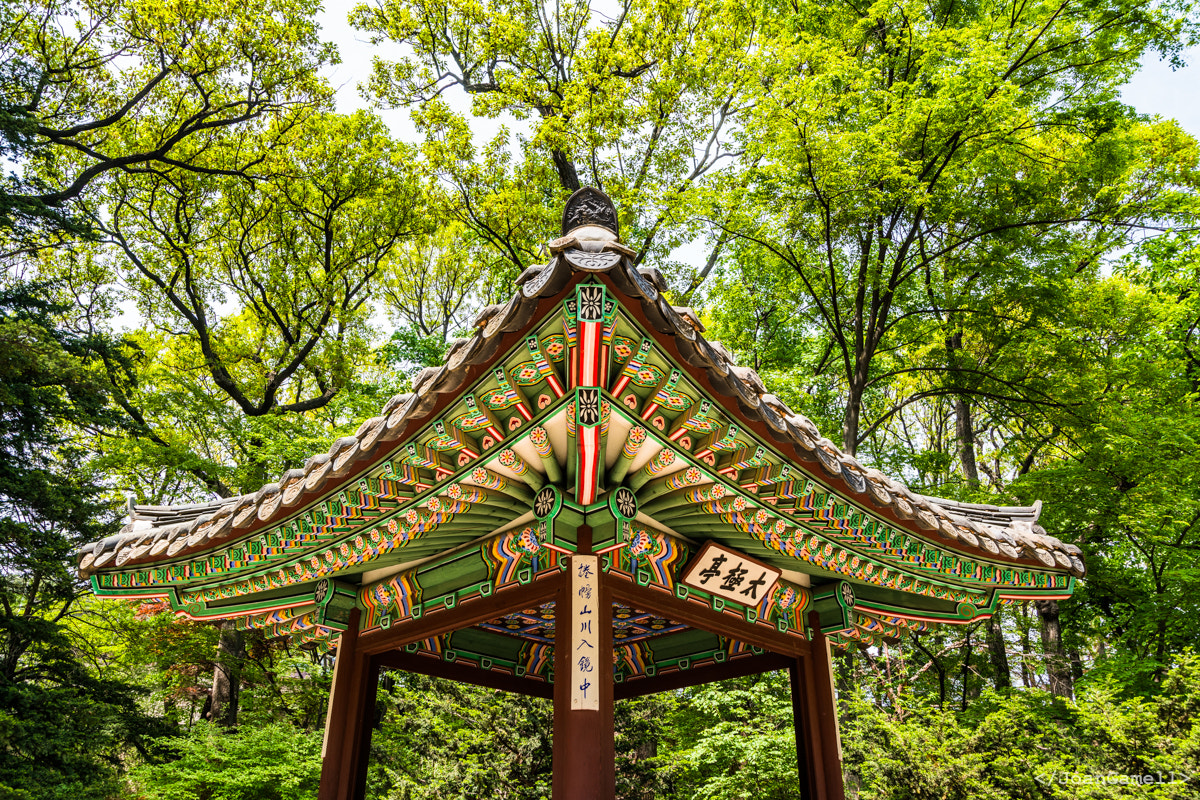 Sony a7R II + Canon EF 24-105mm F4L IS USM sample photo. Biwon of changdeokgung - secret garden ii photography
