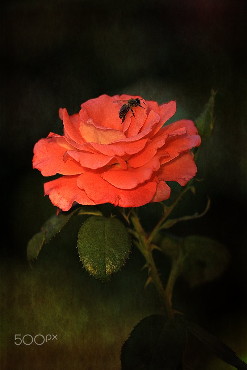 Sigma APO Macro 150mm f/2.8 EX DG HSM sample photo. Symbiosis photography