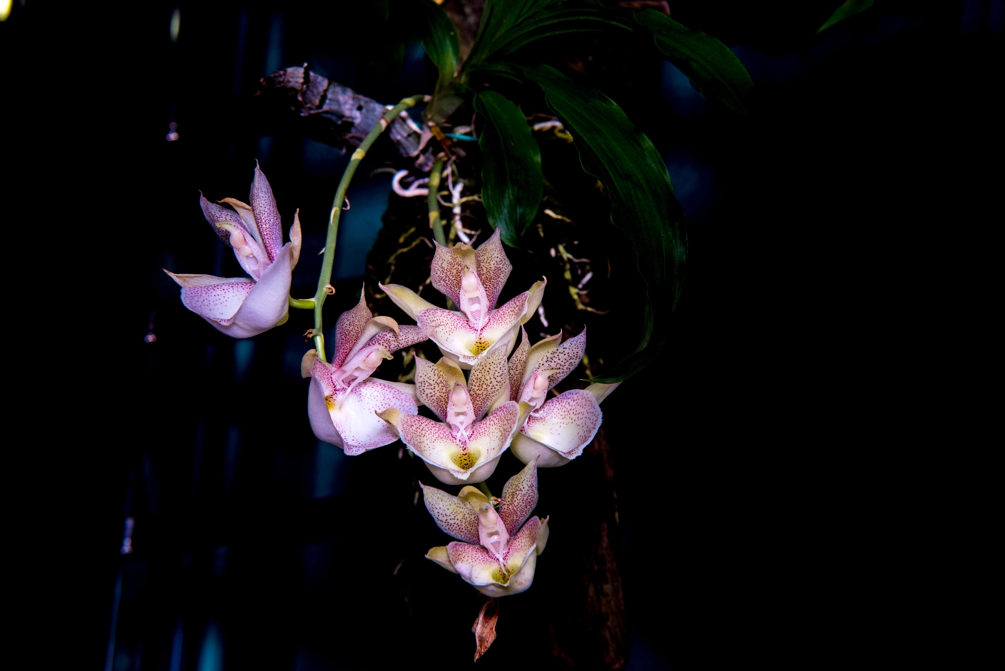 Nikon D750 sample photo. Orchid photography