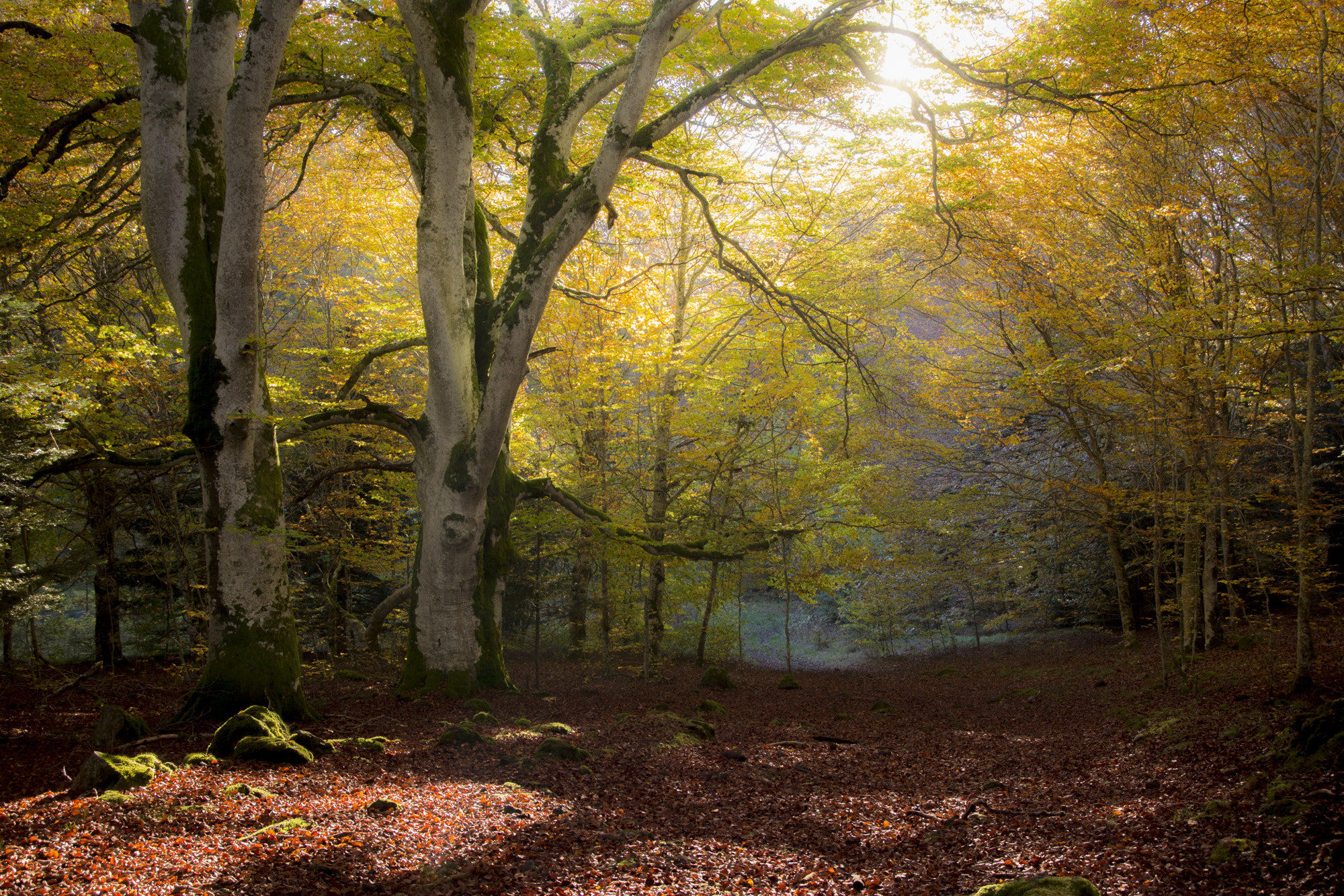 Canon EOS 60D + Sigma 18-50mm f/2.8 Macro sample photo. Promenade d'automne photography