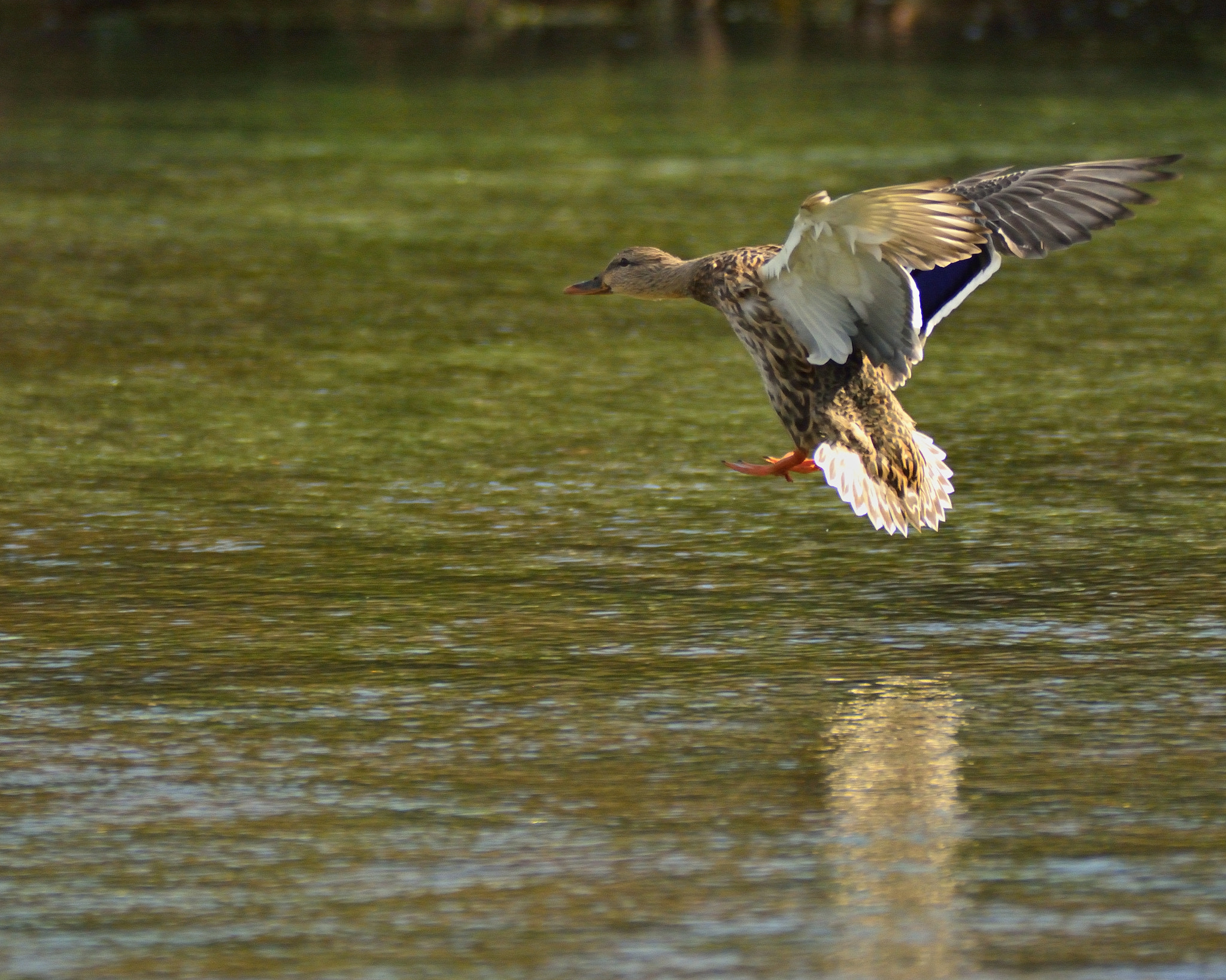 Nikon D7100 + Sigma APO 400mm F5.6 sample photo. Landing photography