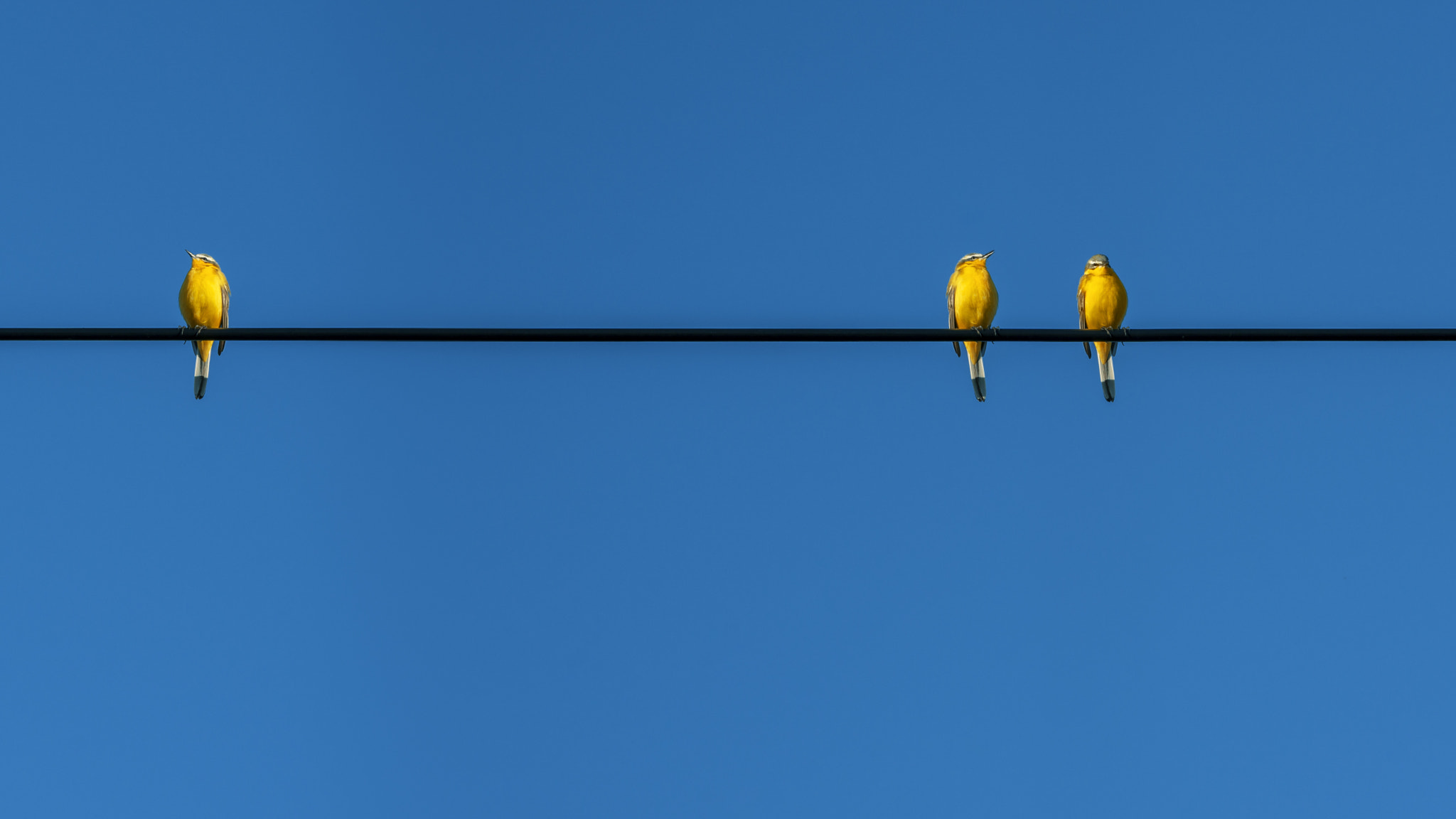 Sony a6000 + Sony FE 90mm F2.8 Macro G OSS sample photo. On wire photography