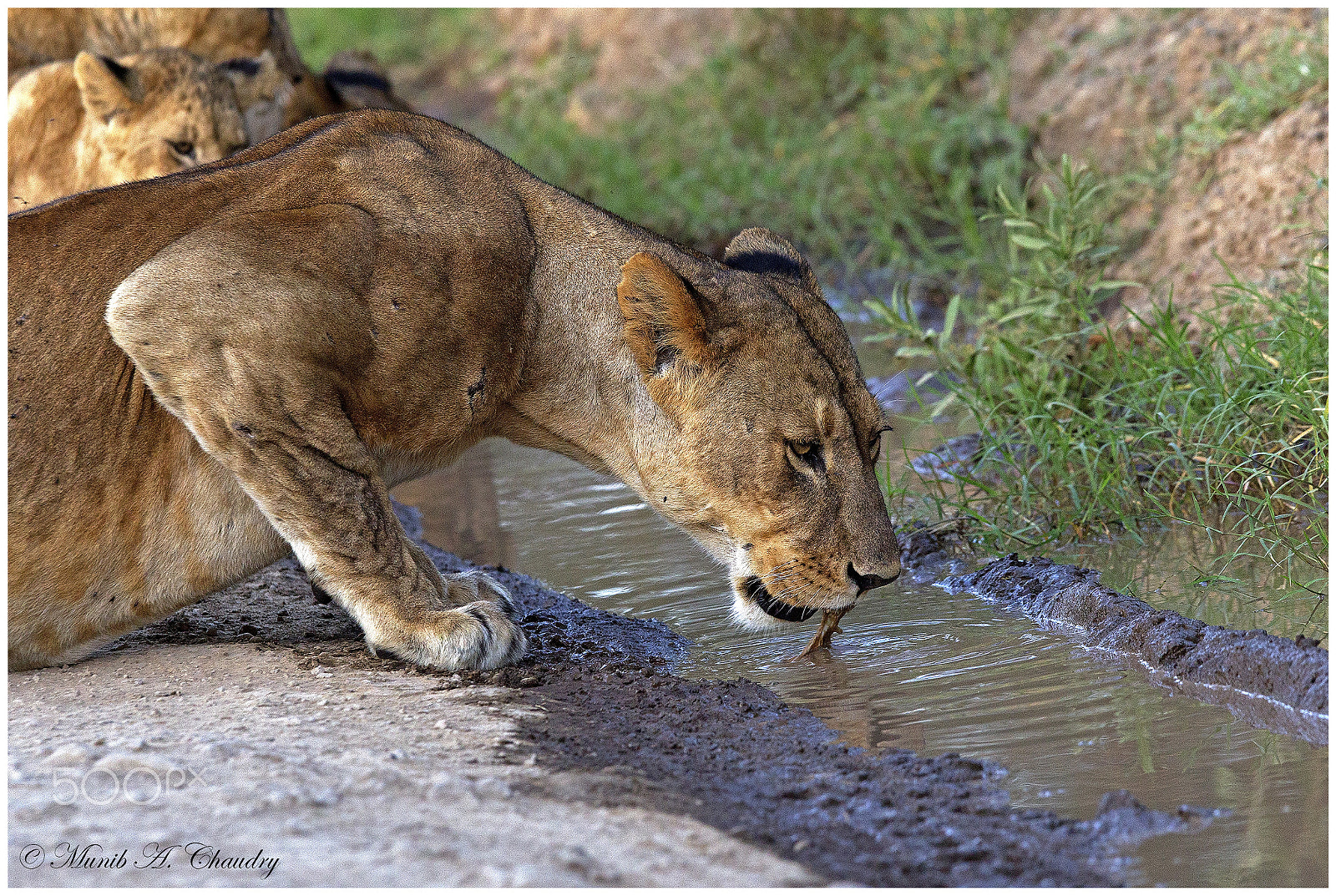 Canon EF 300mm F2.8L IS USM sample photo. The thirsty queen! photography