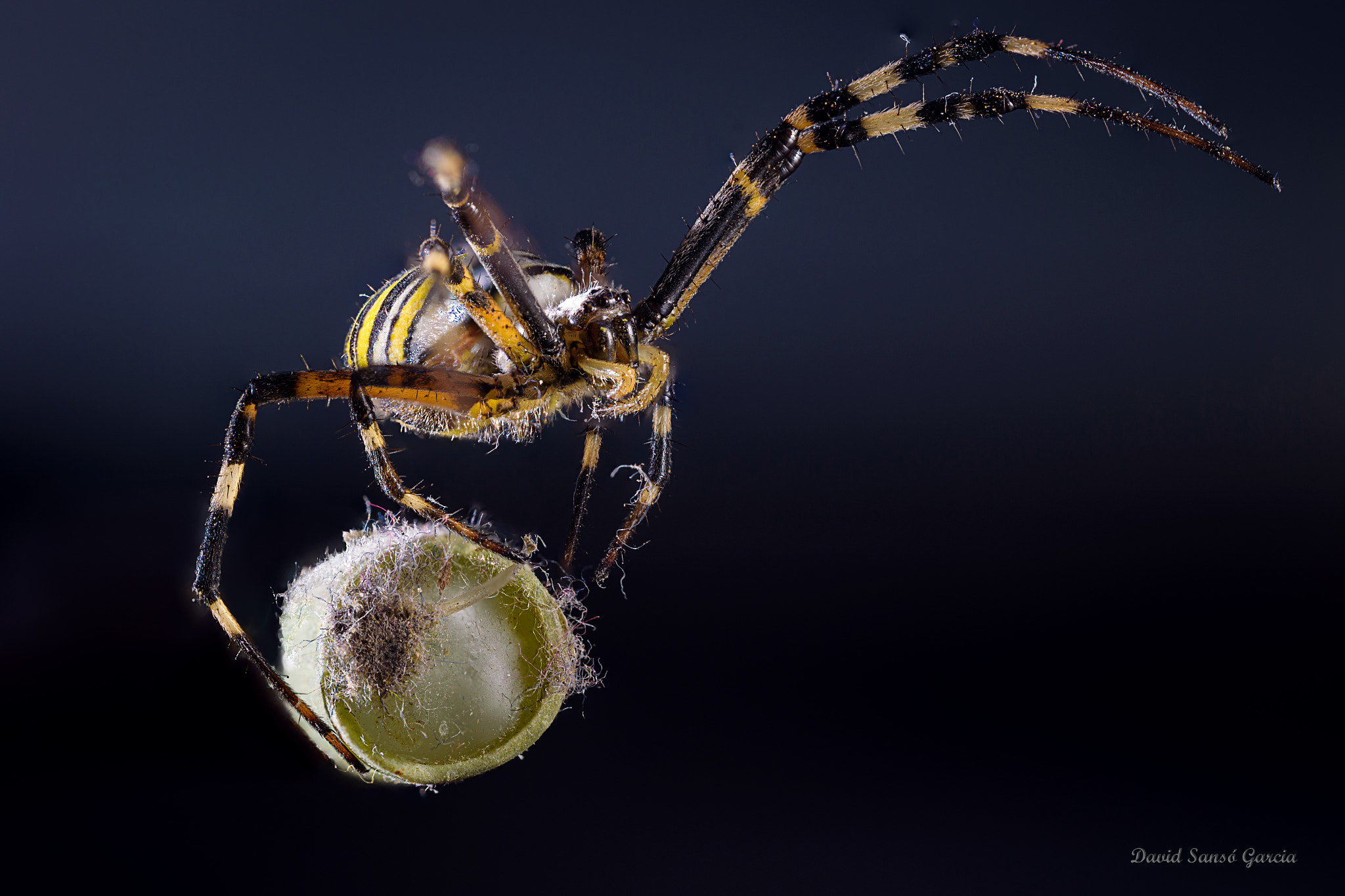 Sigma 150mm F2.8 EX DG OS Macro HSM sample photo. Spider photography