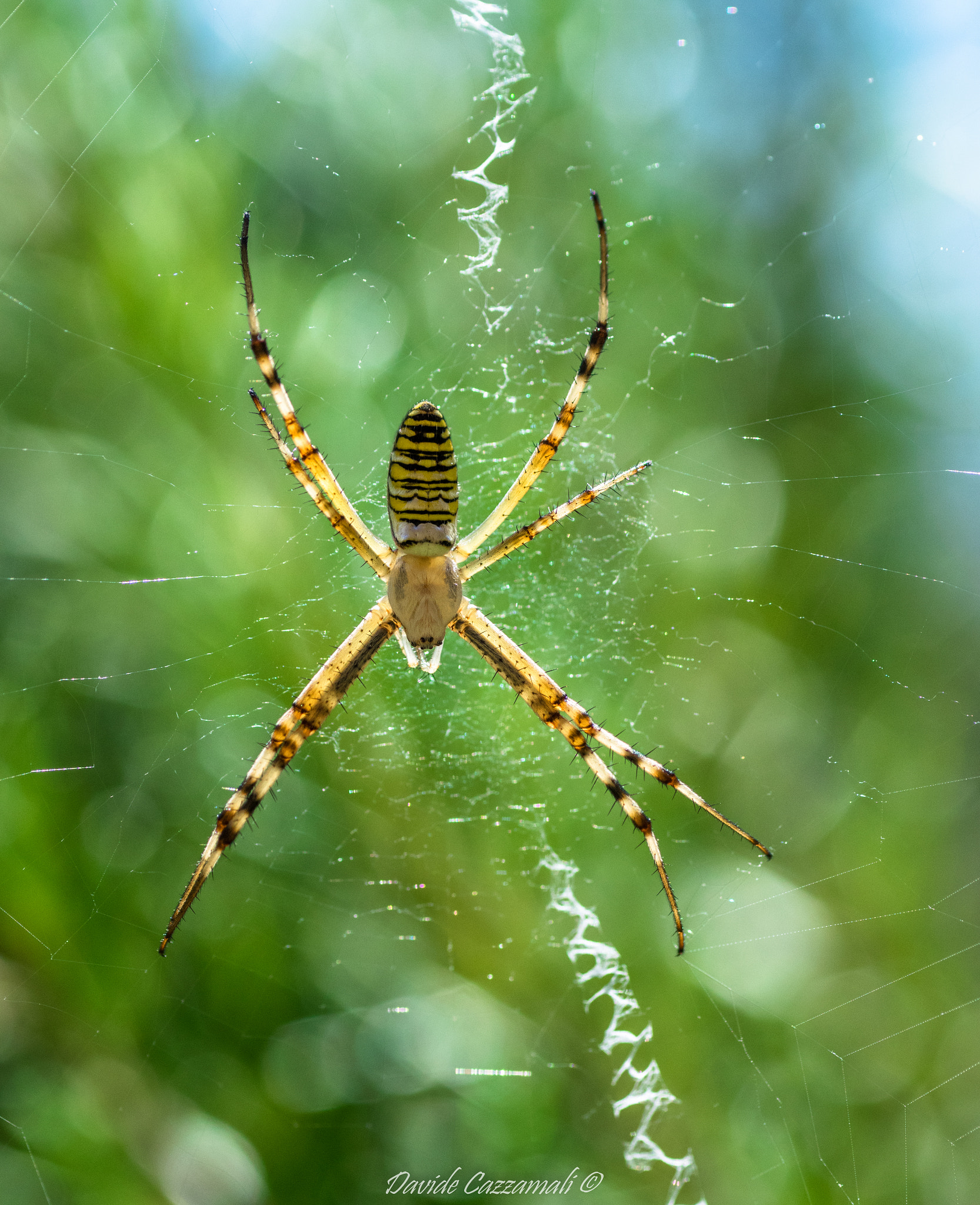 Pentax K-3 + Tamron SP AF 90mm F2.8 Di Macro sample photo. Argiope bruennichi photography