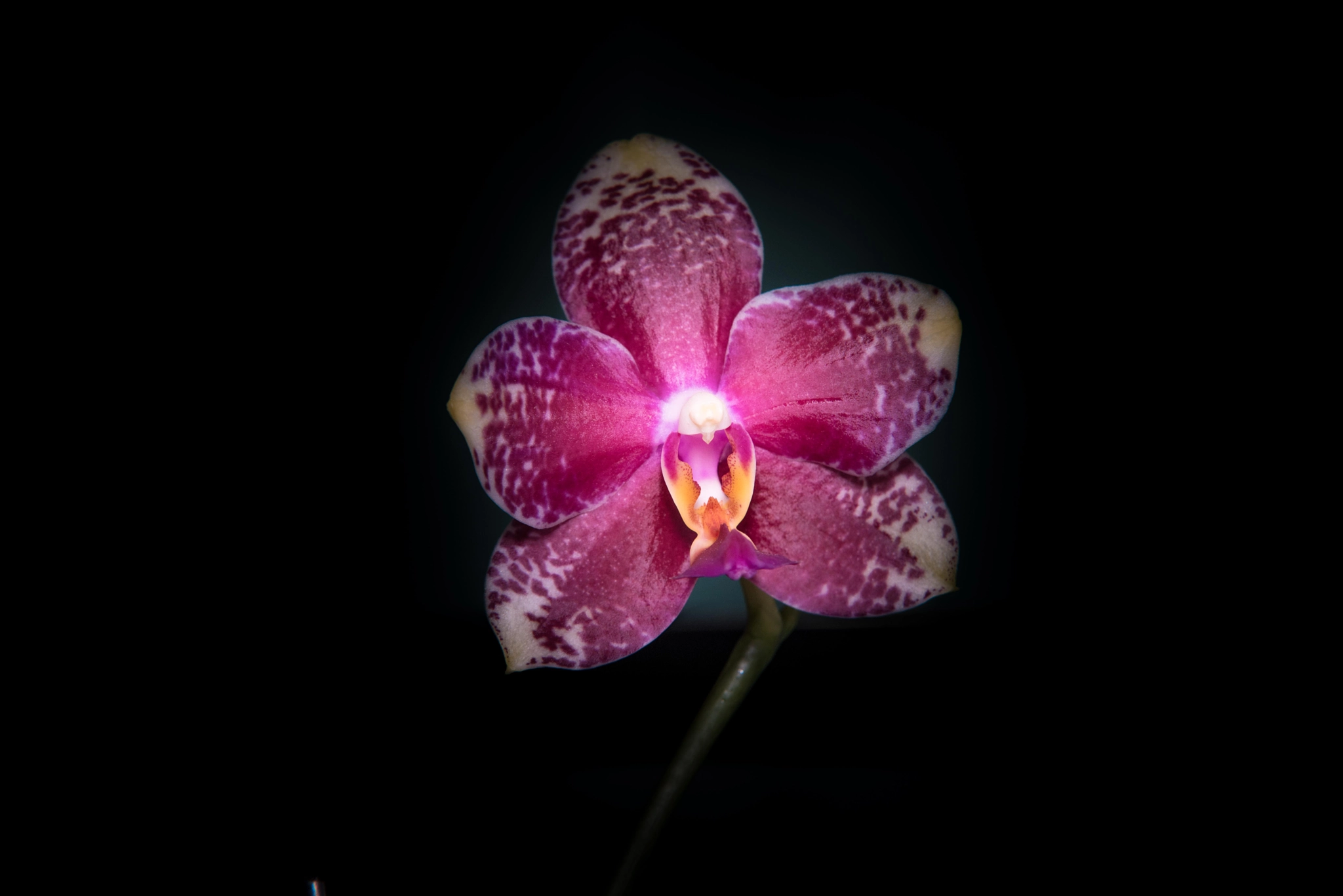 Sigma 70-200mm F2.8 EX DG Macro HSM II sample photo. Orkid photography