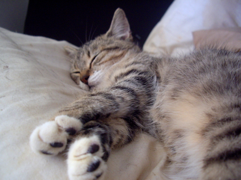 Pentax OPTIO A10 sample photo. Lazy kitten photography