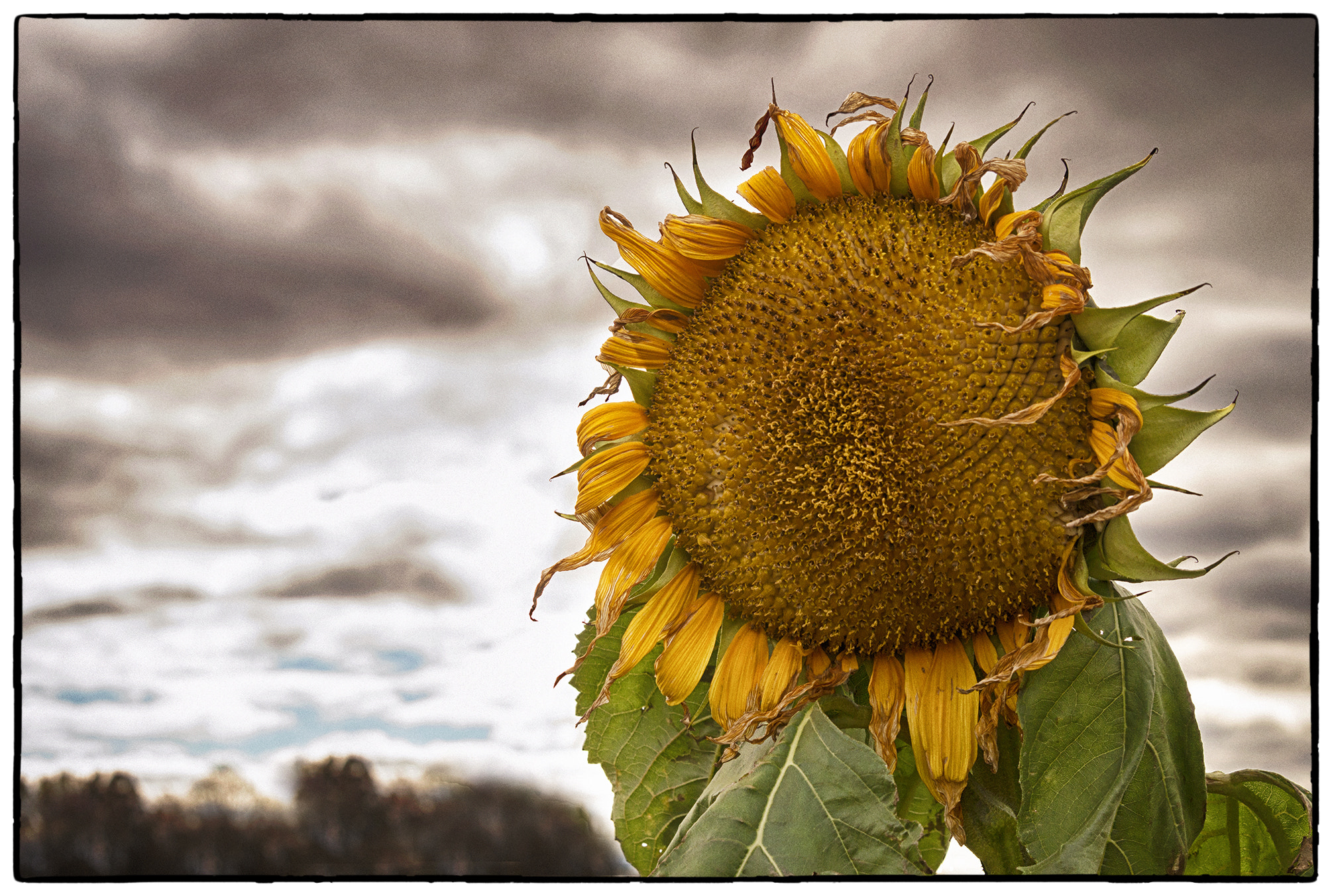 Nikon D3200 + Tamron AF 28-75mm F2.8 XR Di LD Aspherical (IF) sample photo. Sunflower photography