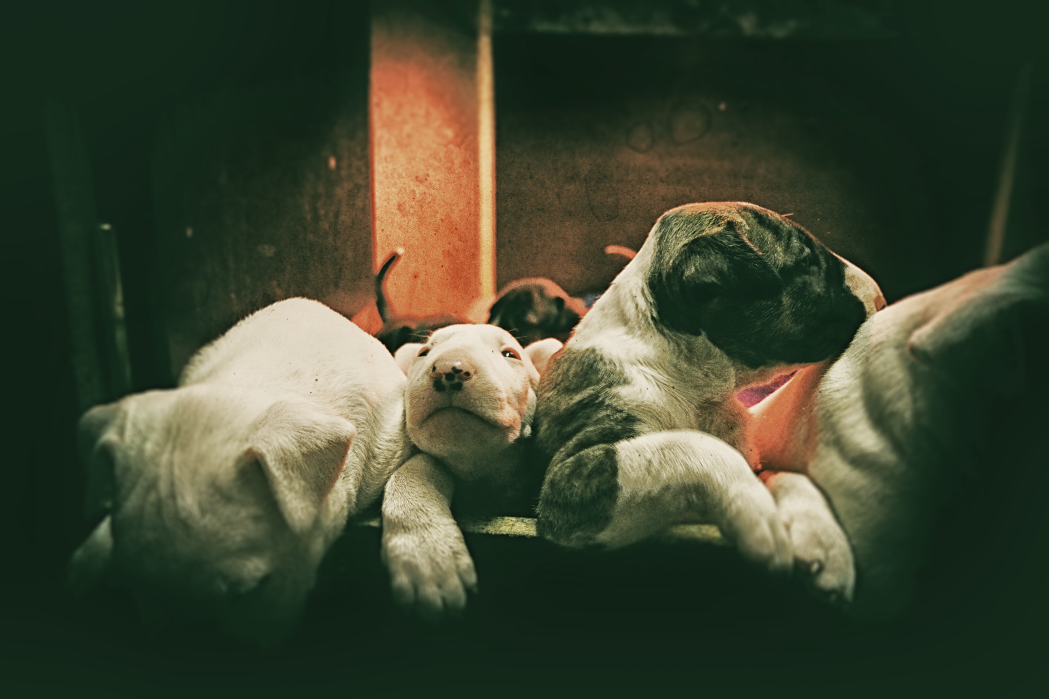 Samsung NX500 + Samsung NX 16-50mm F3.5-5.6 Power Zoom ED OIS sample photo. Baby dog bull terrier photography