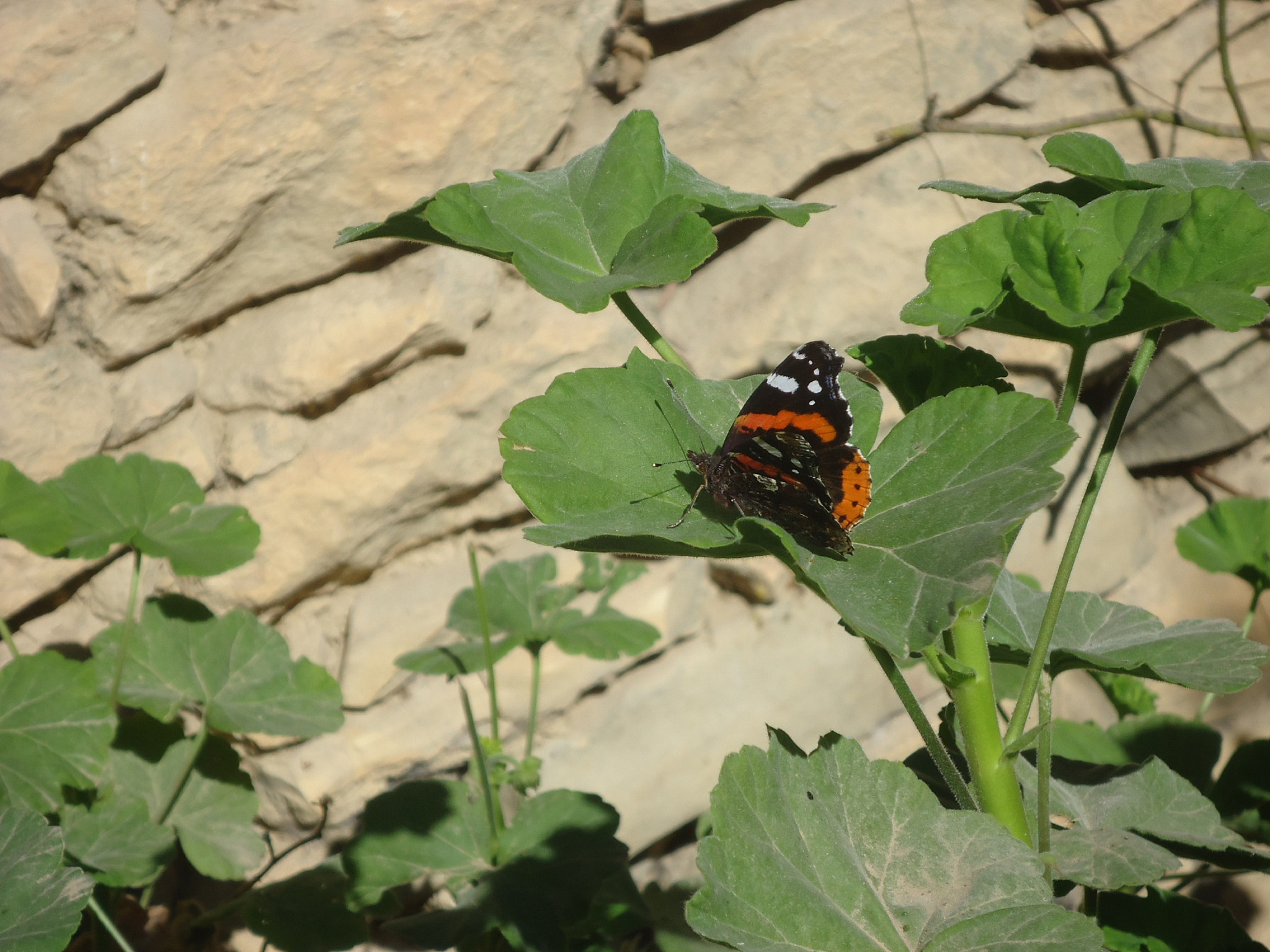 Sony DSC-W550 sample photo. Danaus plexippus. photography