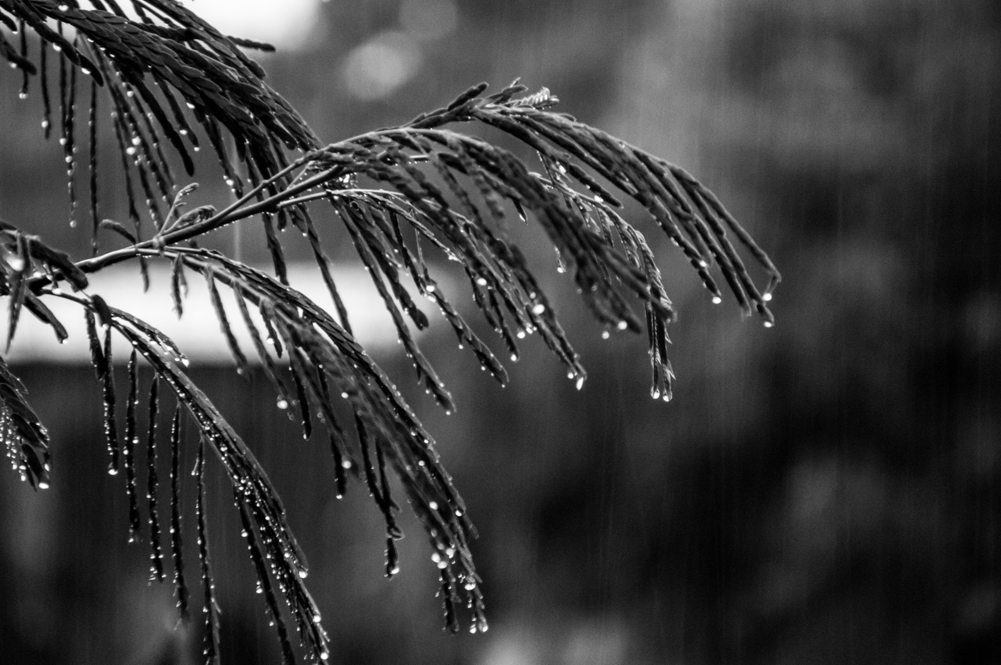 Sigma 28-300mm F3.5-6.3 DG Macro sample photo. Rain photography