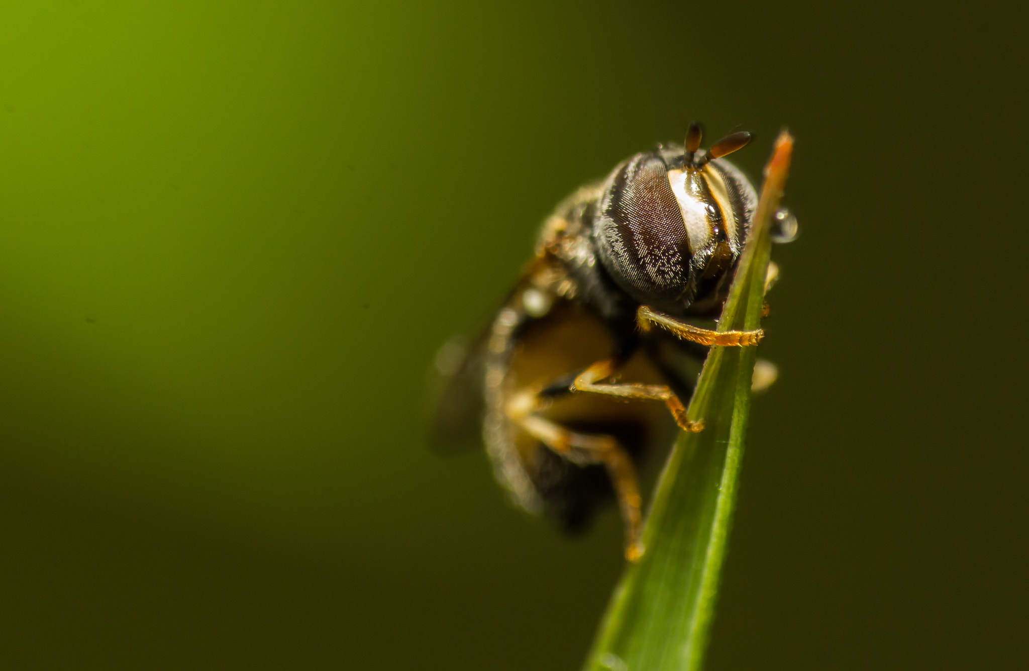 Canon EOS 60D + Canon EF 200mm F2.8L II USM sample photo. Up-close..... photography