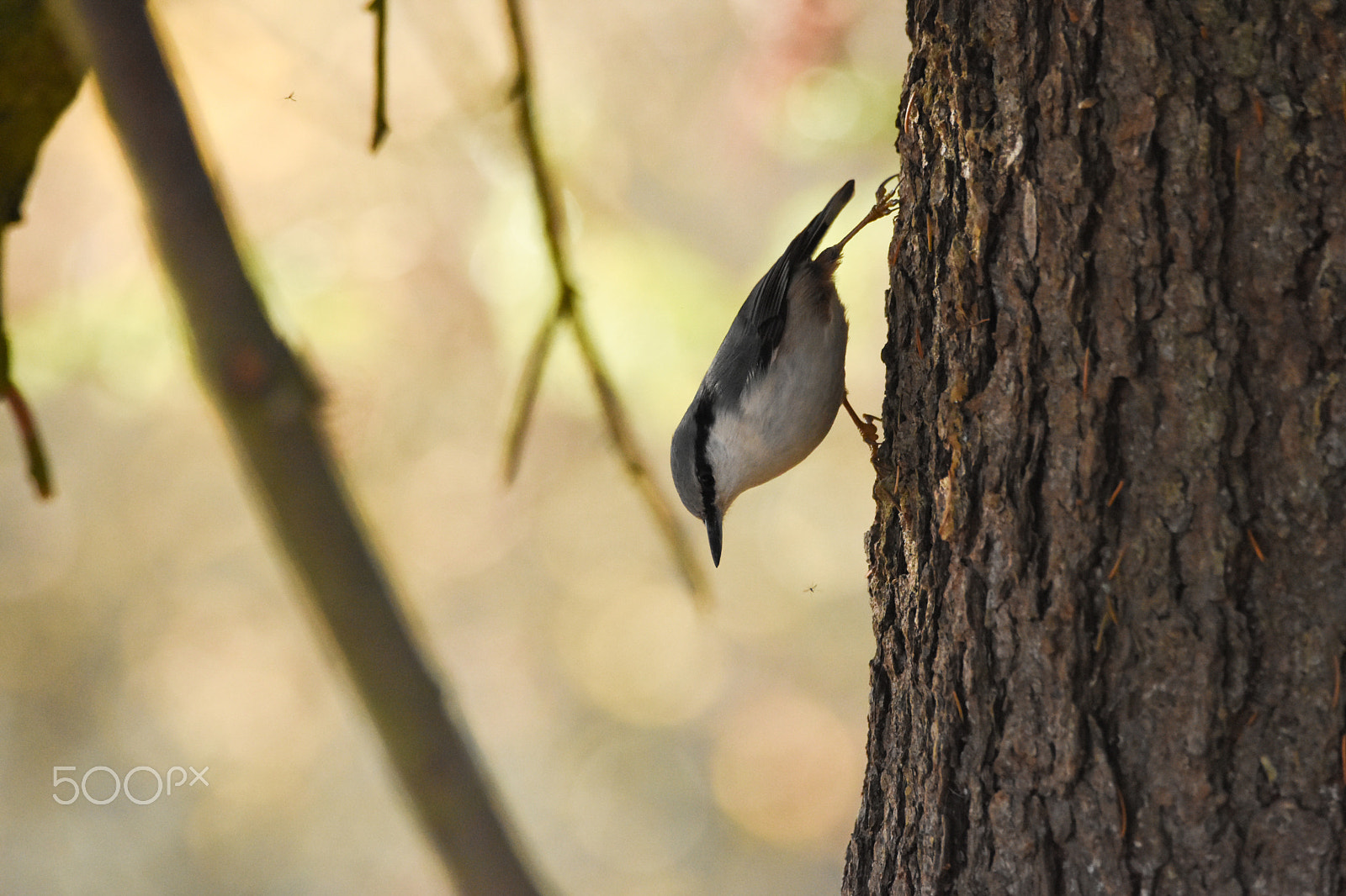 Nikon D7200 + Tamron SP 150-600mm F5-6.3 Di VC USD sample photo. Nuthatch playing it vertical photography