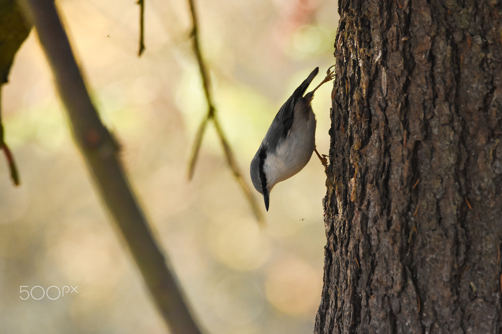 Tamron SP 150-600mm F5-6.3 Di VC USD sample photo. Nuthatch playing it vertical photography